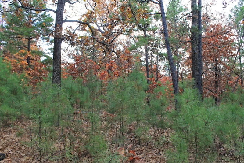 Indian Ridge – Phase I Tract 3 photo 9