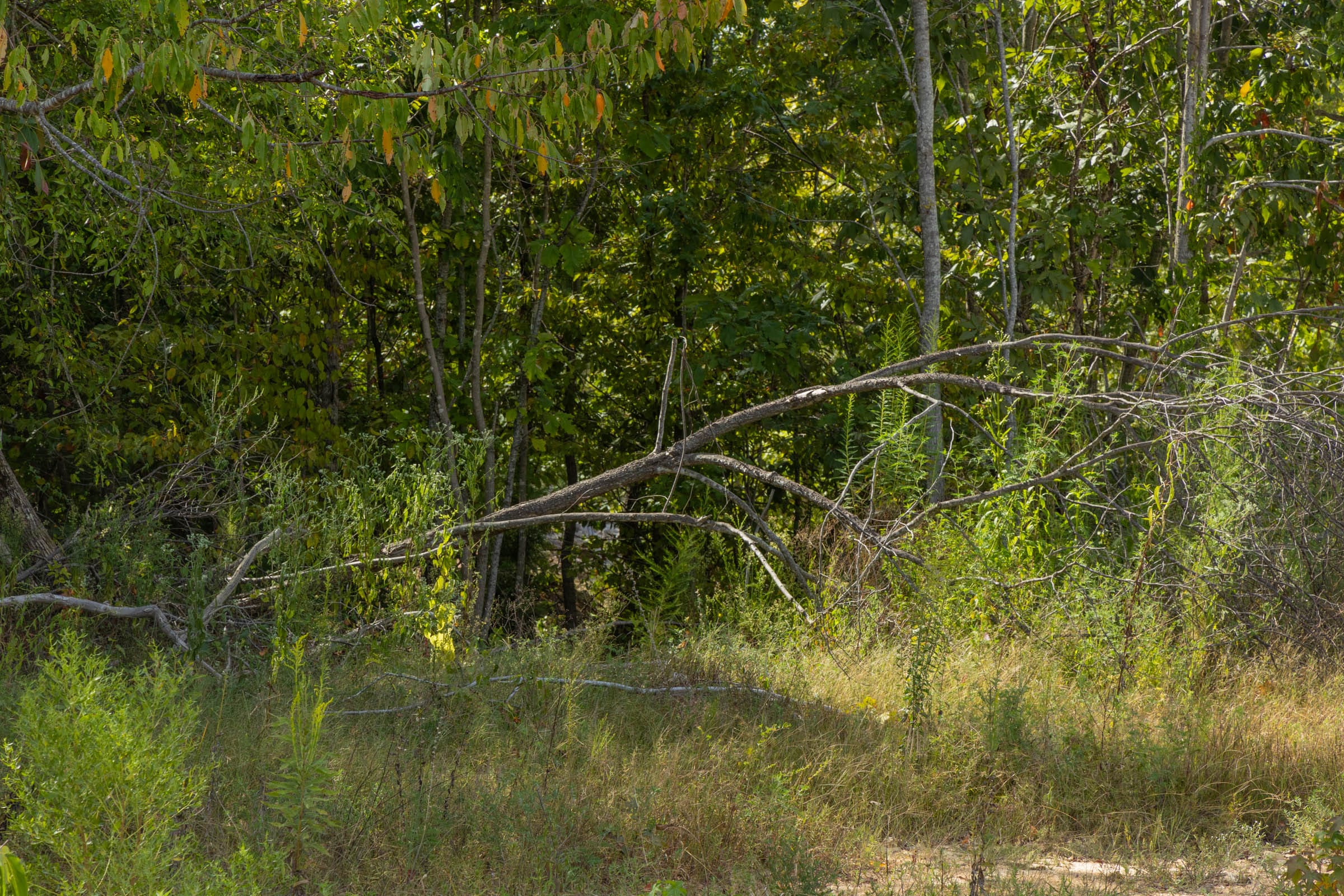 Big White Oak Tract 70 photo 5