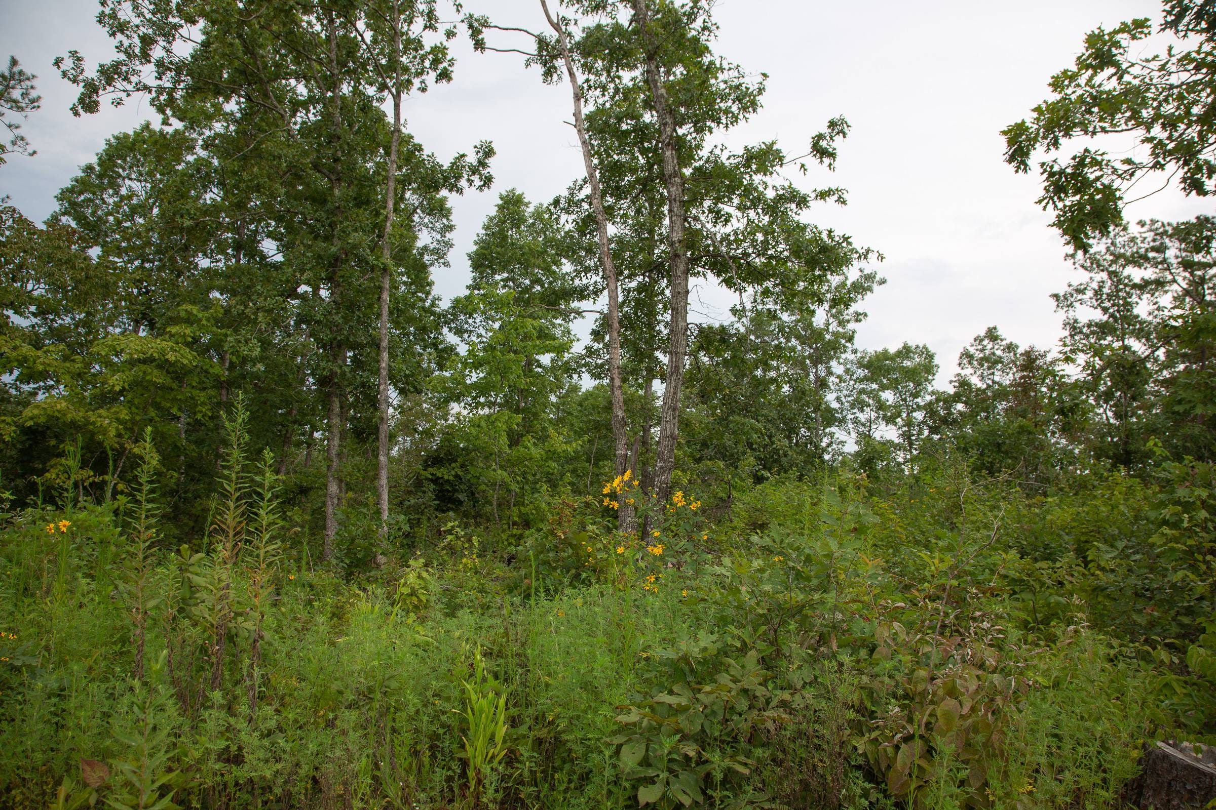 Borgmann’s Hollow Phase I Tract 30 photo 2