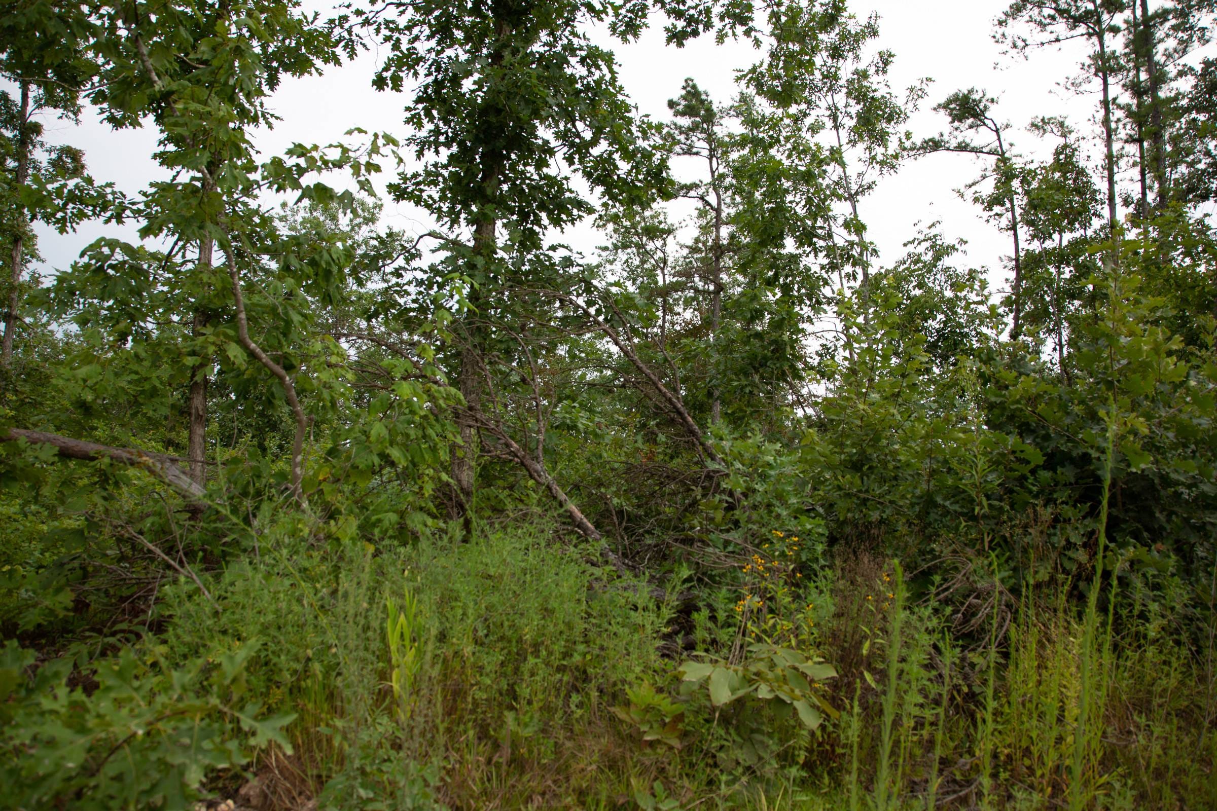 Borgmann’s Hollow Phase I Tract 30 photo 3