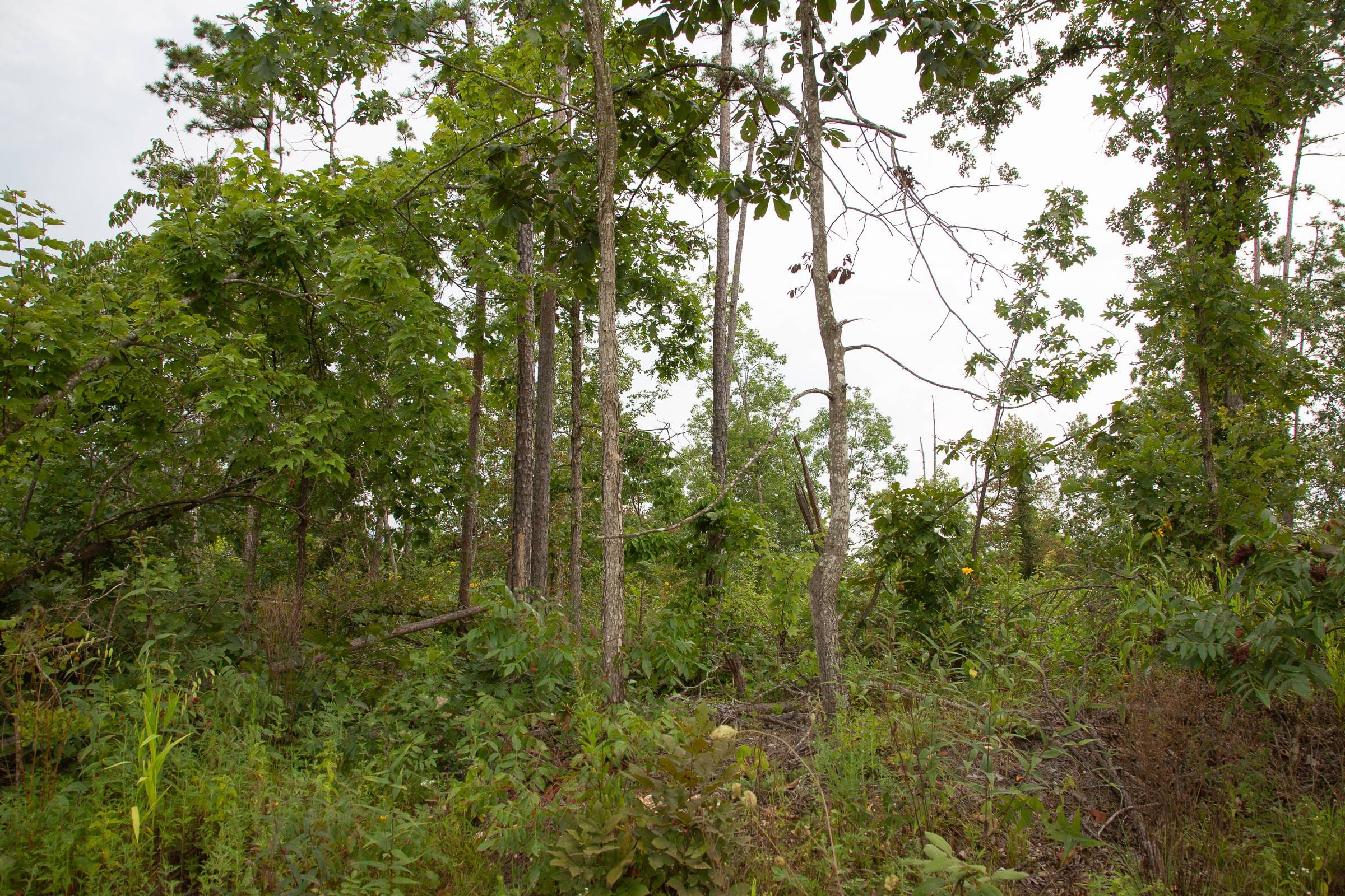 Borgmann’s Hollow Phase I Tract 30 photo 6
