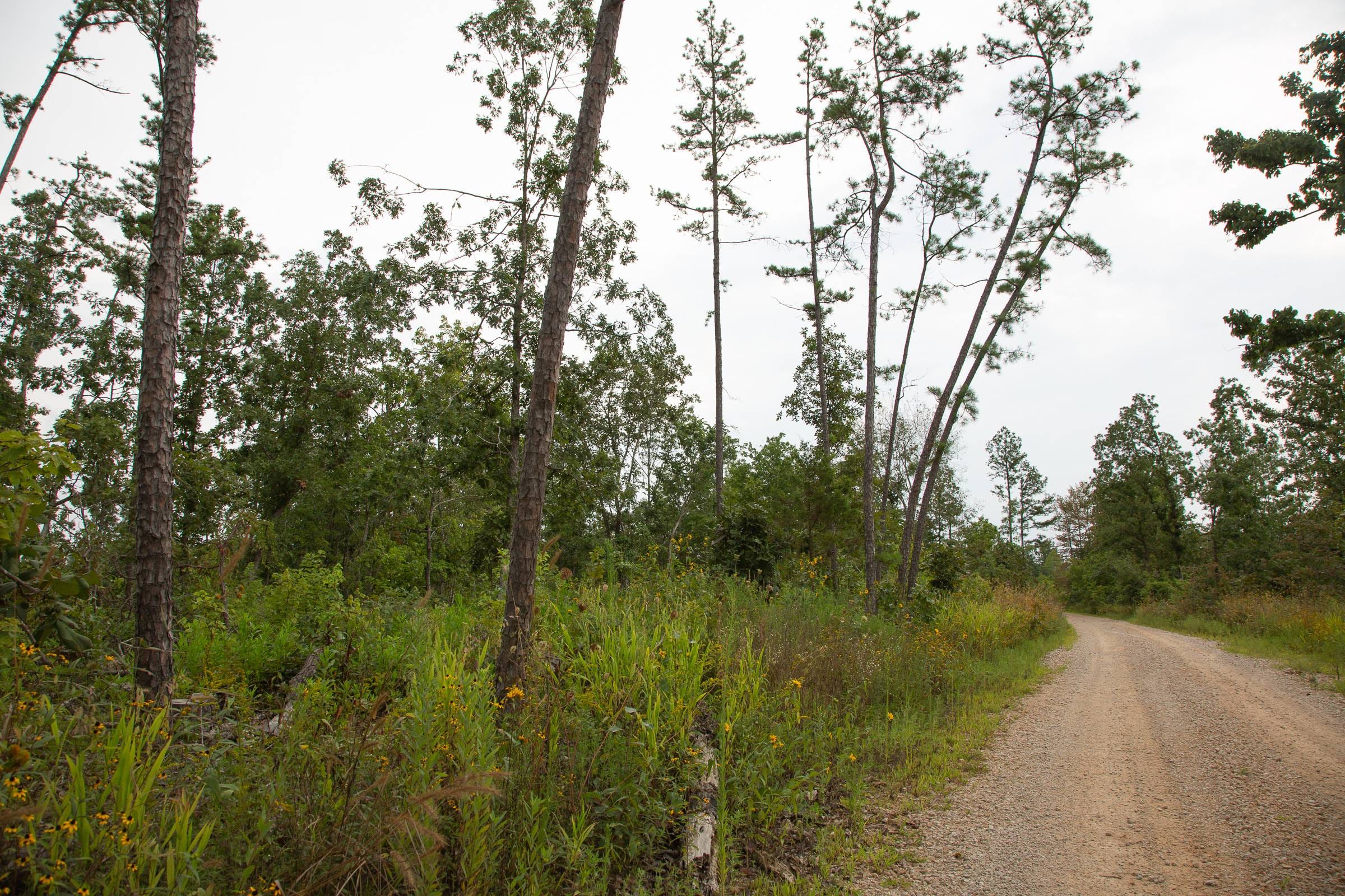 Borgmann’s Hollow Phase I Tract 30 photo 7