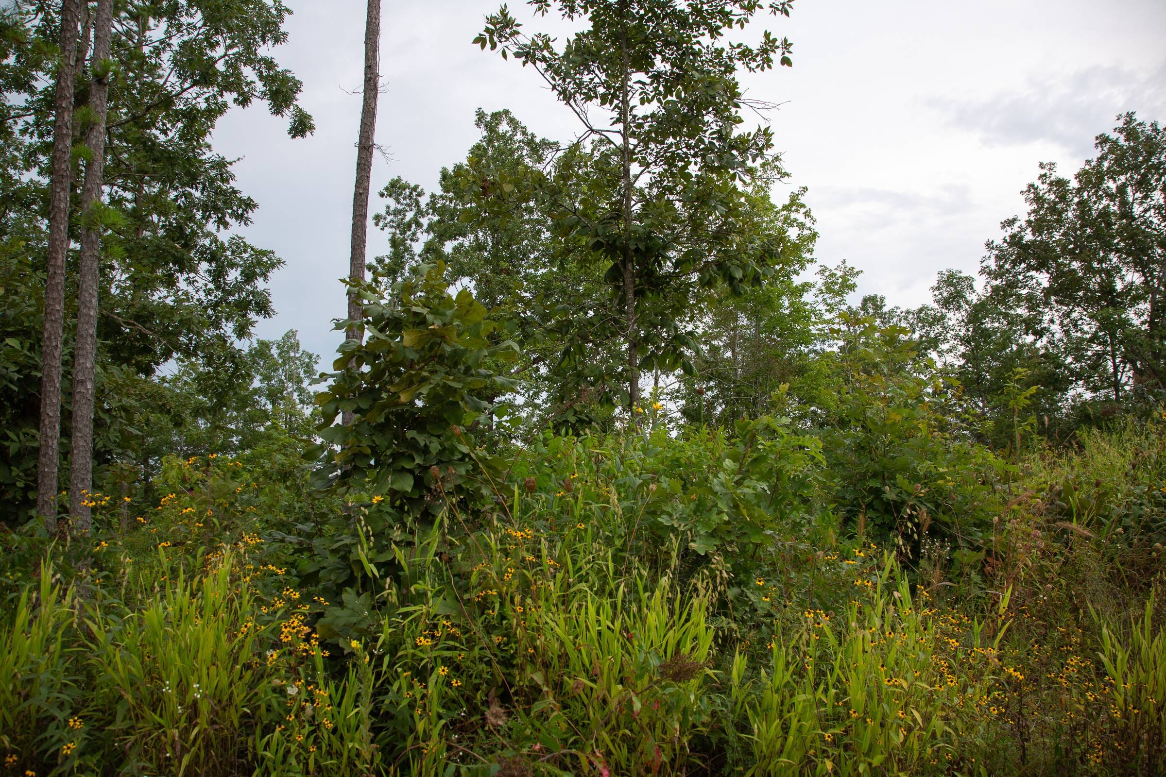 Borgmann’s Hollow Phase I Tract 30 photo 10