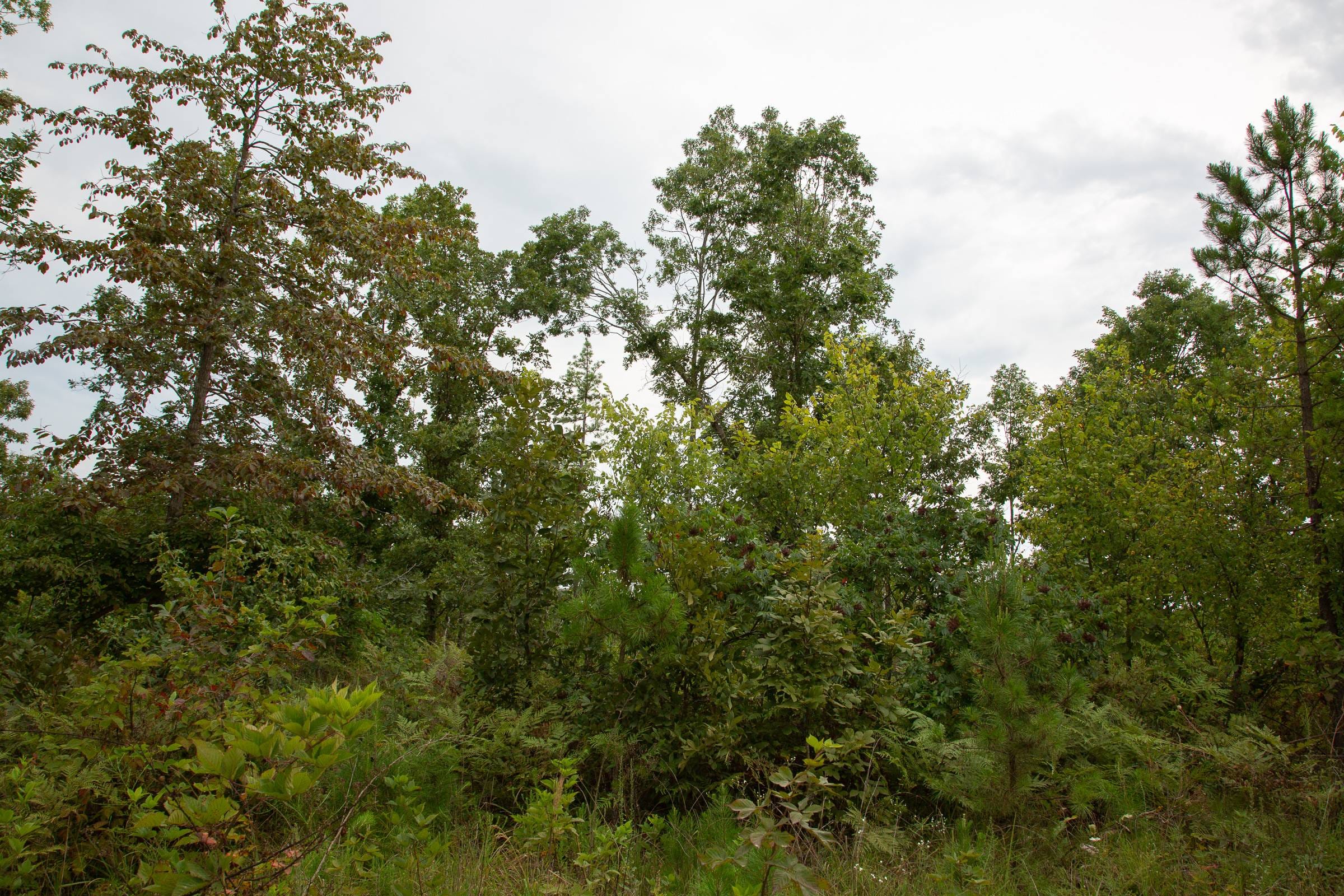 Borgmann’s Hollow Phase I Tract 30 photo 13