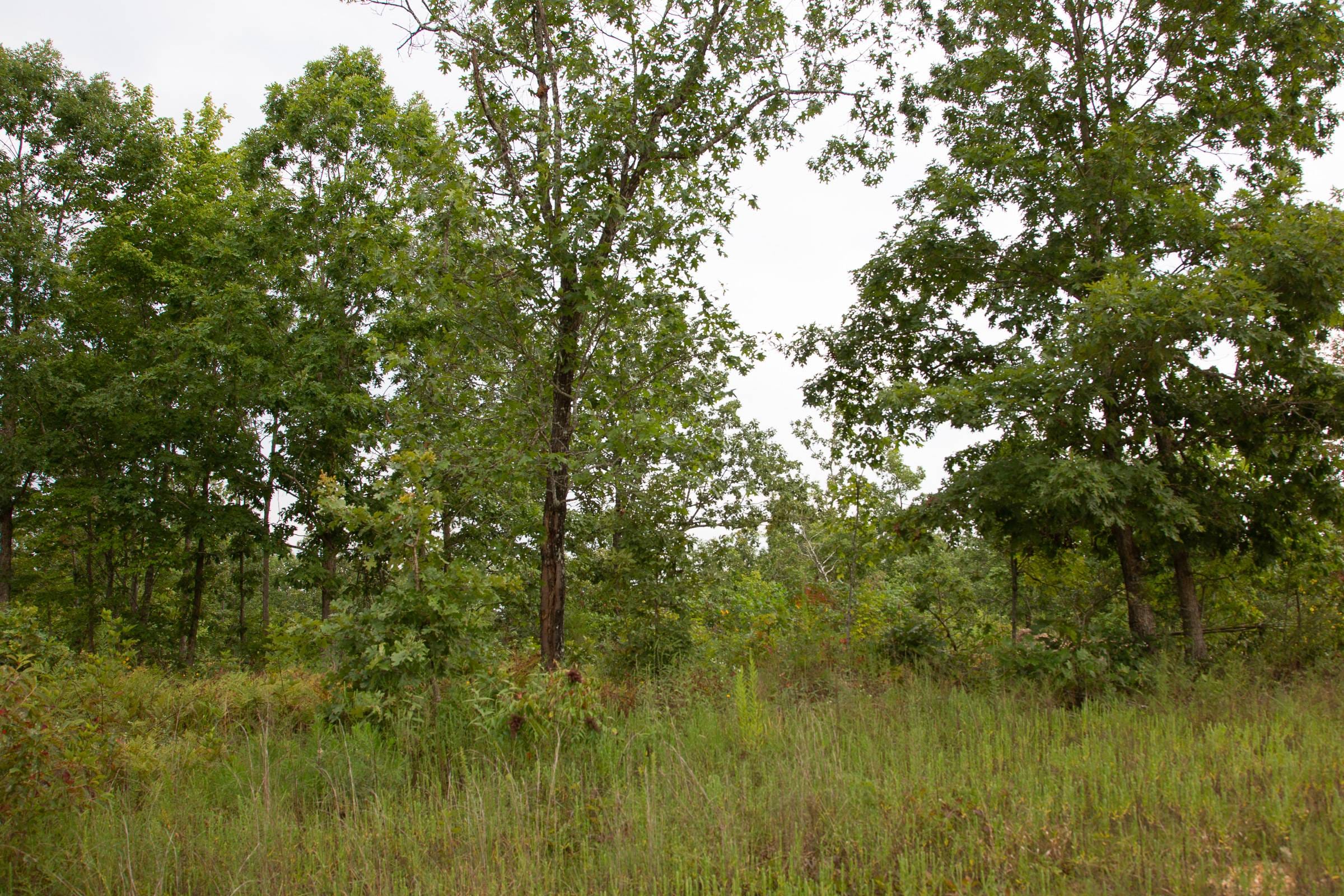 Borgmann’s Hollow Phase I Tract 30 photo 14