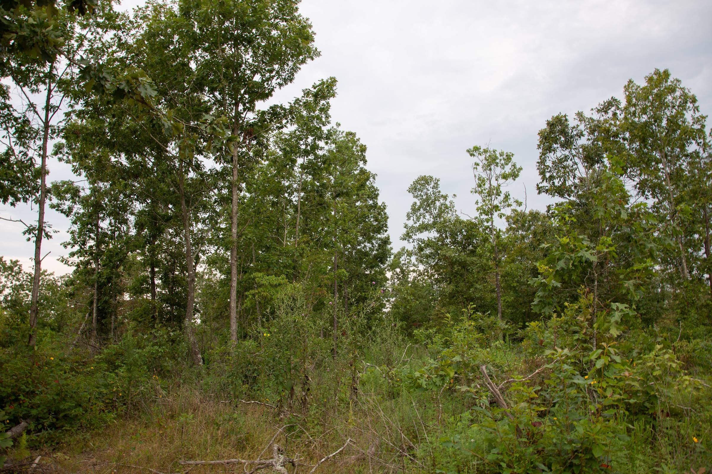 Borgmann’s Hollow Phase I Tract 30 photo 16