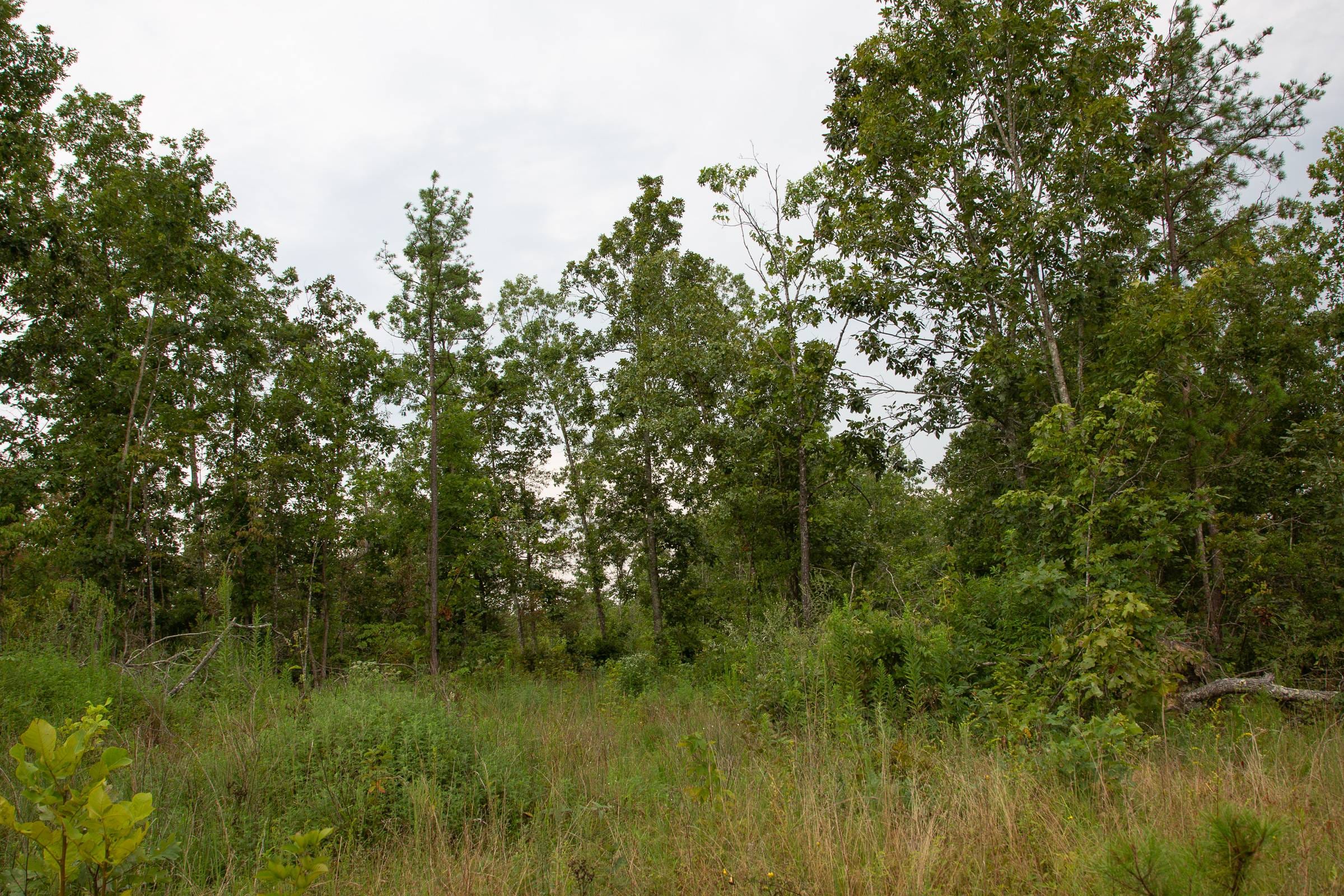 Borgmann’s Hollow Phase I Tract 30 photo 18