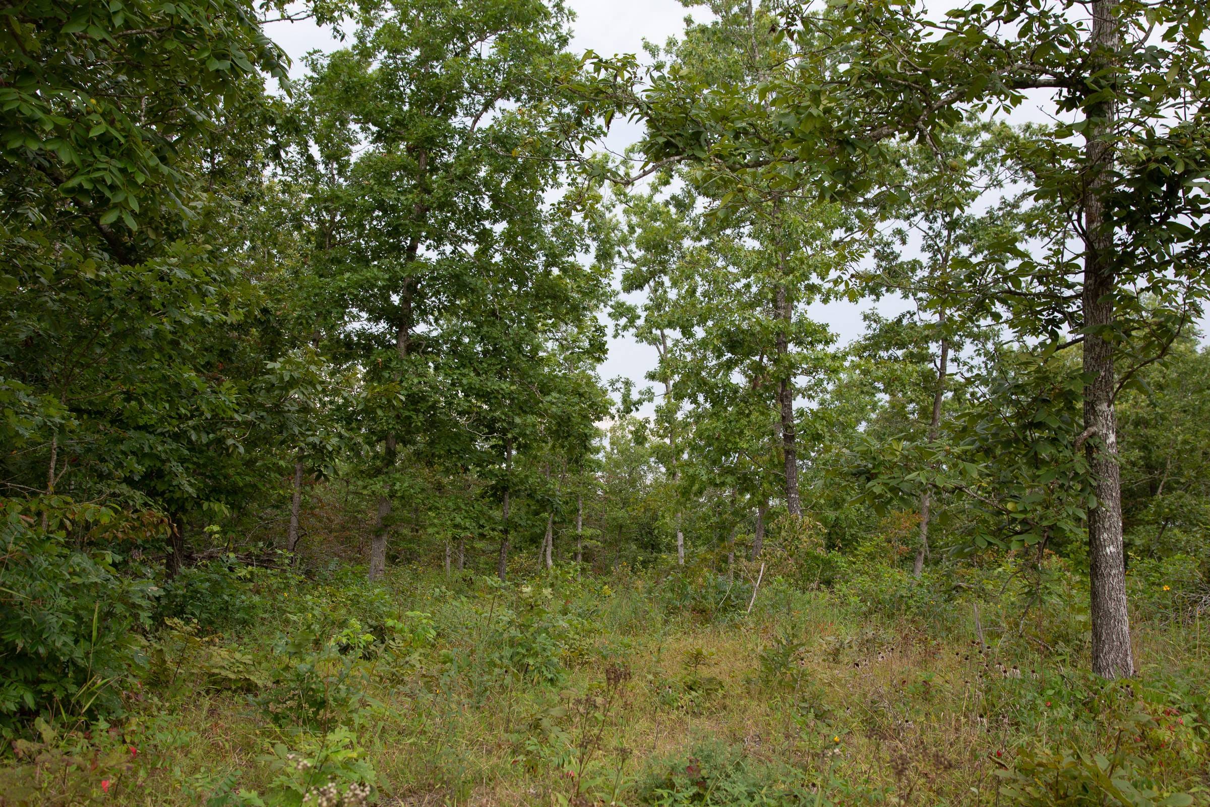 Borgmann’s Hollow Phase I Tract 30 photo 19