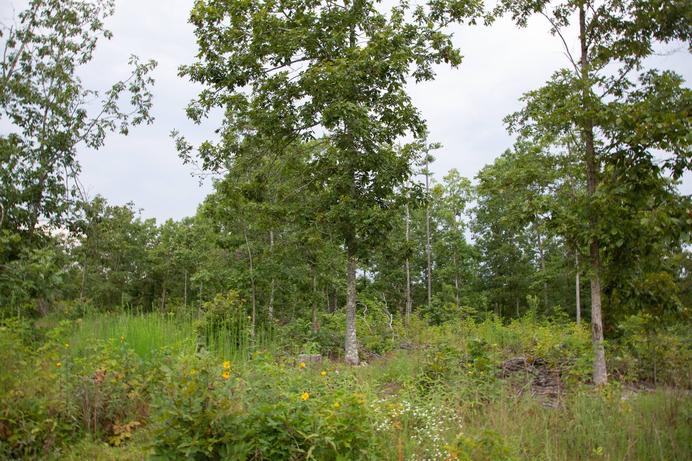 Borgmann’s Hollow Phase I Tract 30 photo 20