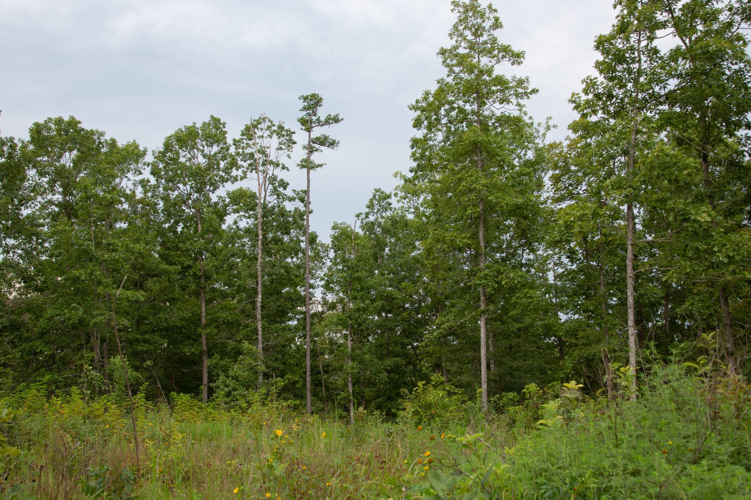 Borgmann’s Hollow Phase I Tract 30 photo 21