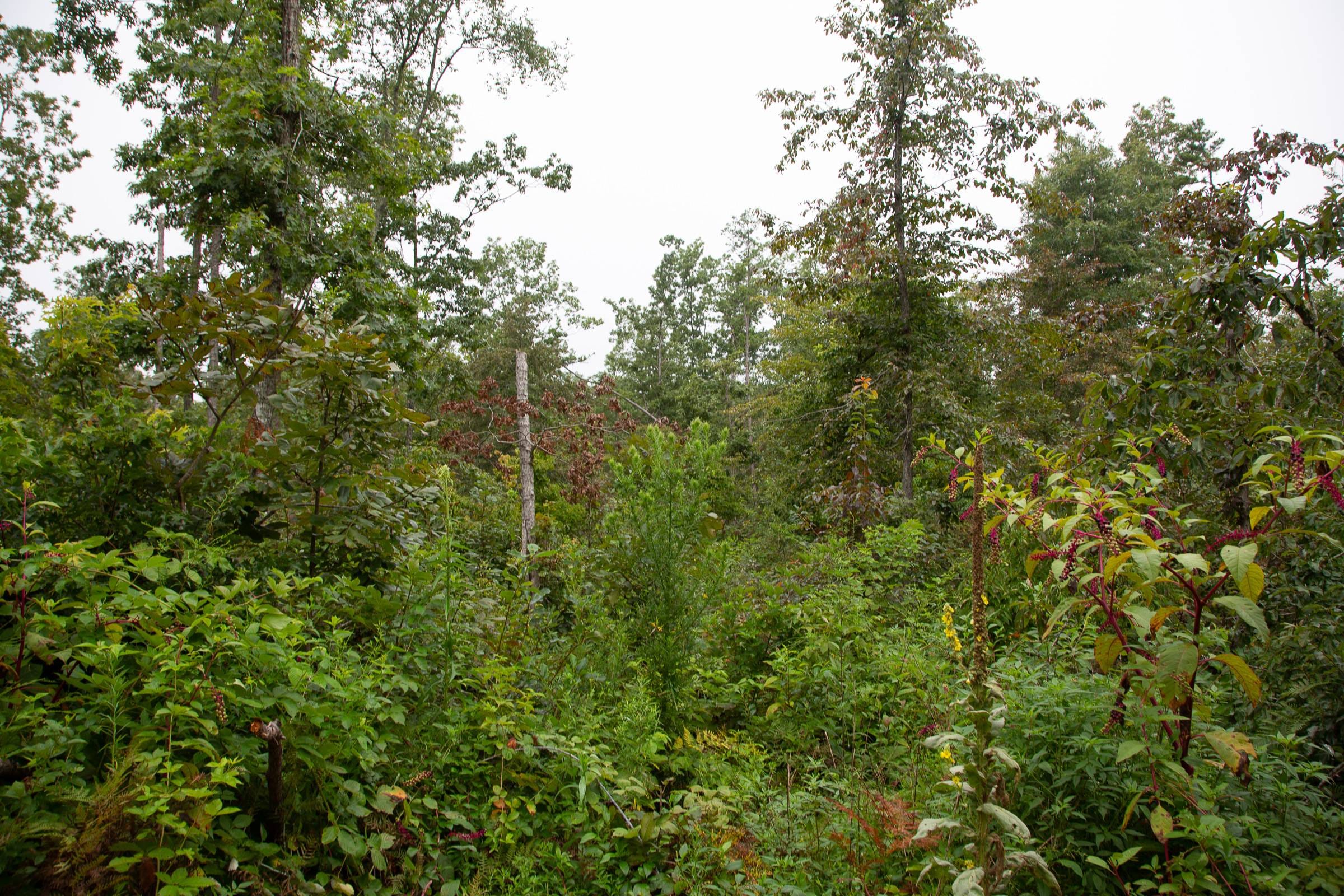 Borgmann’s Hollow Phase II Tract 41 photo 3