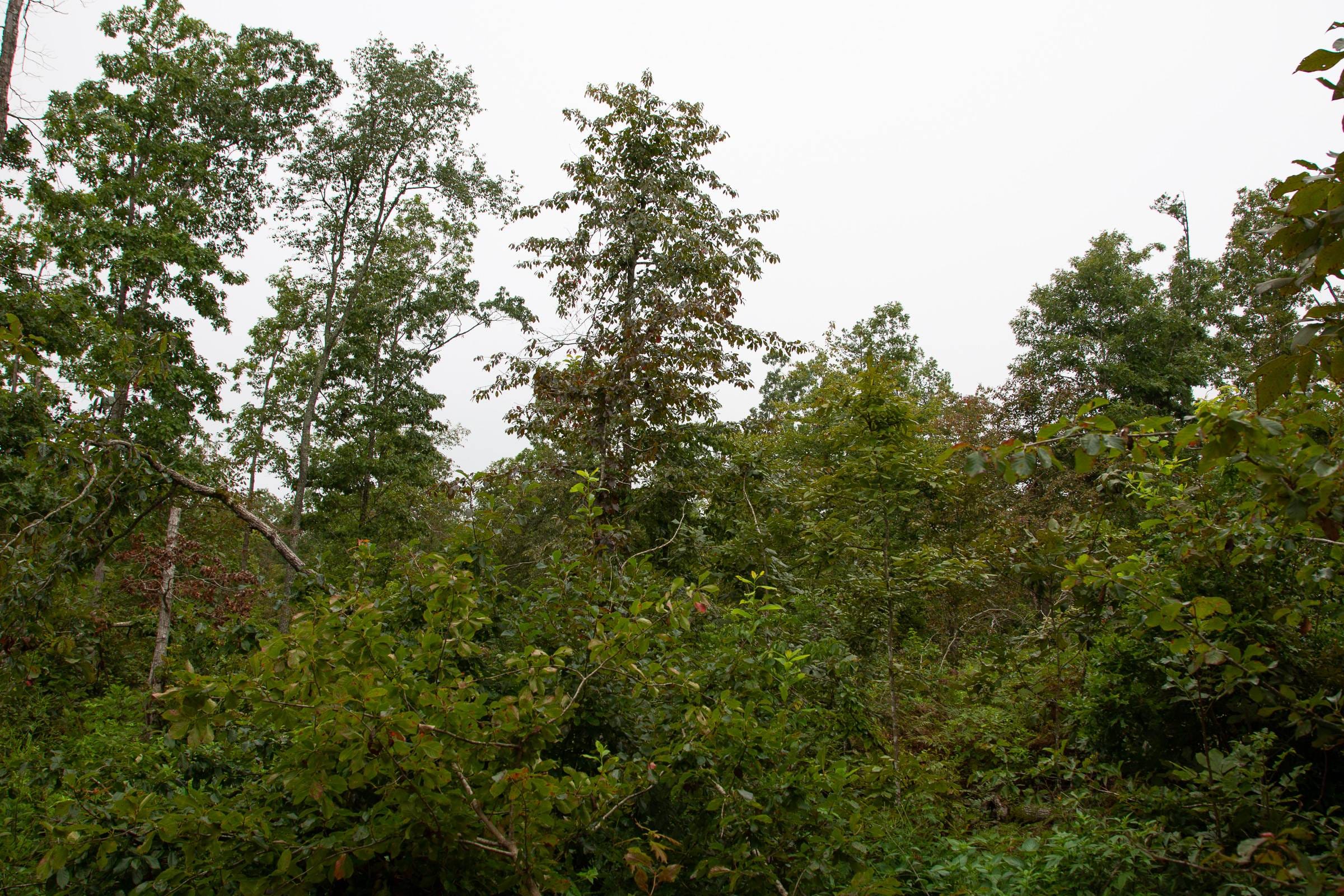 Borgmann’s Hollow Phase II Tract 41 photo 4