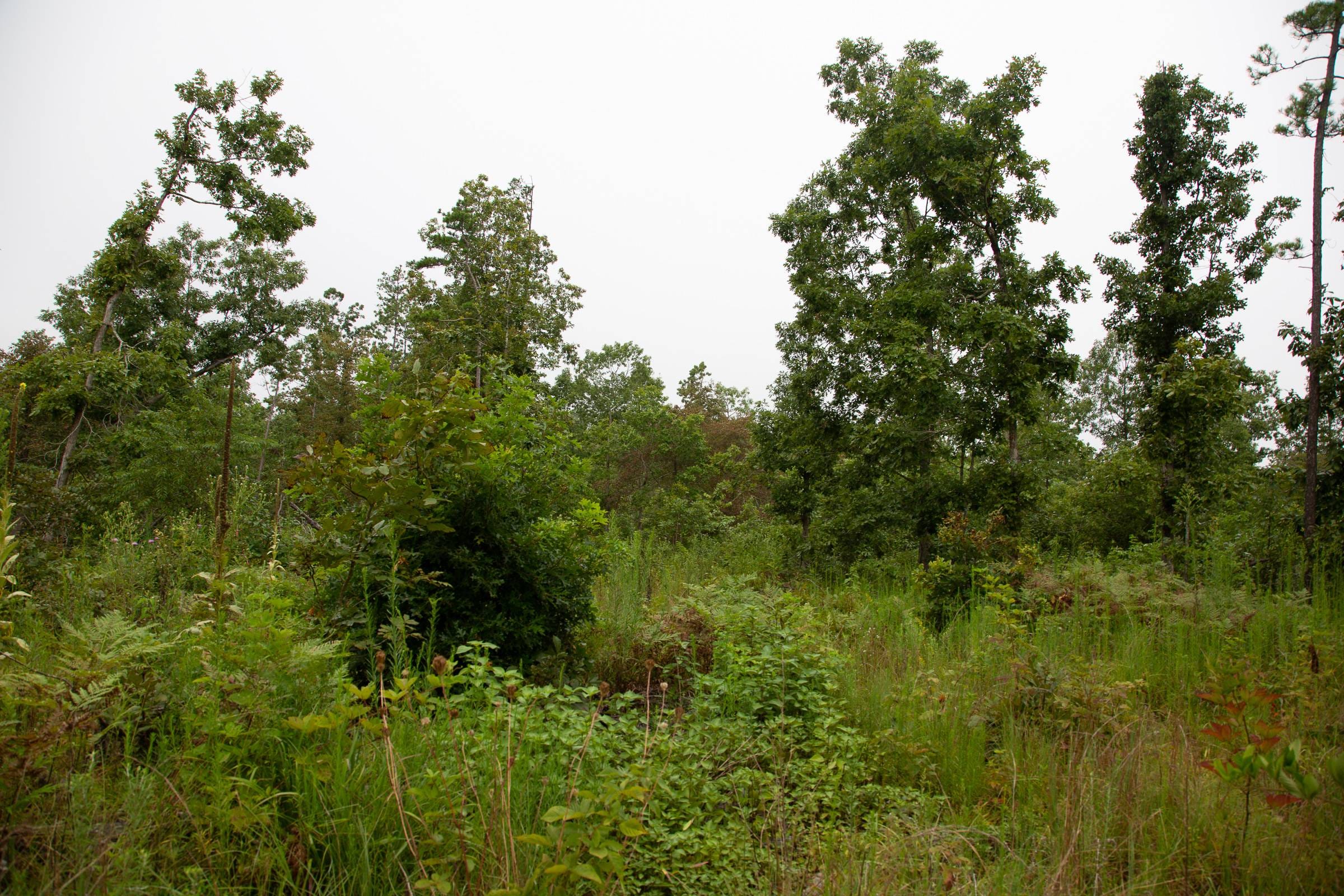 Borgmann’s Hollow Phase II Tract 41 photo 7