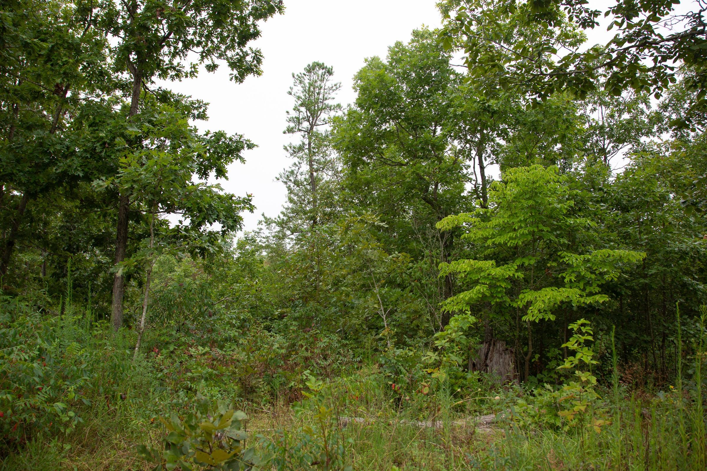 Borgmann’s Hollow Phase II Tract 41 photo 8