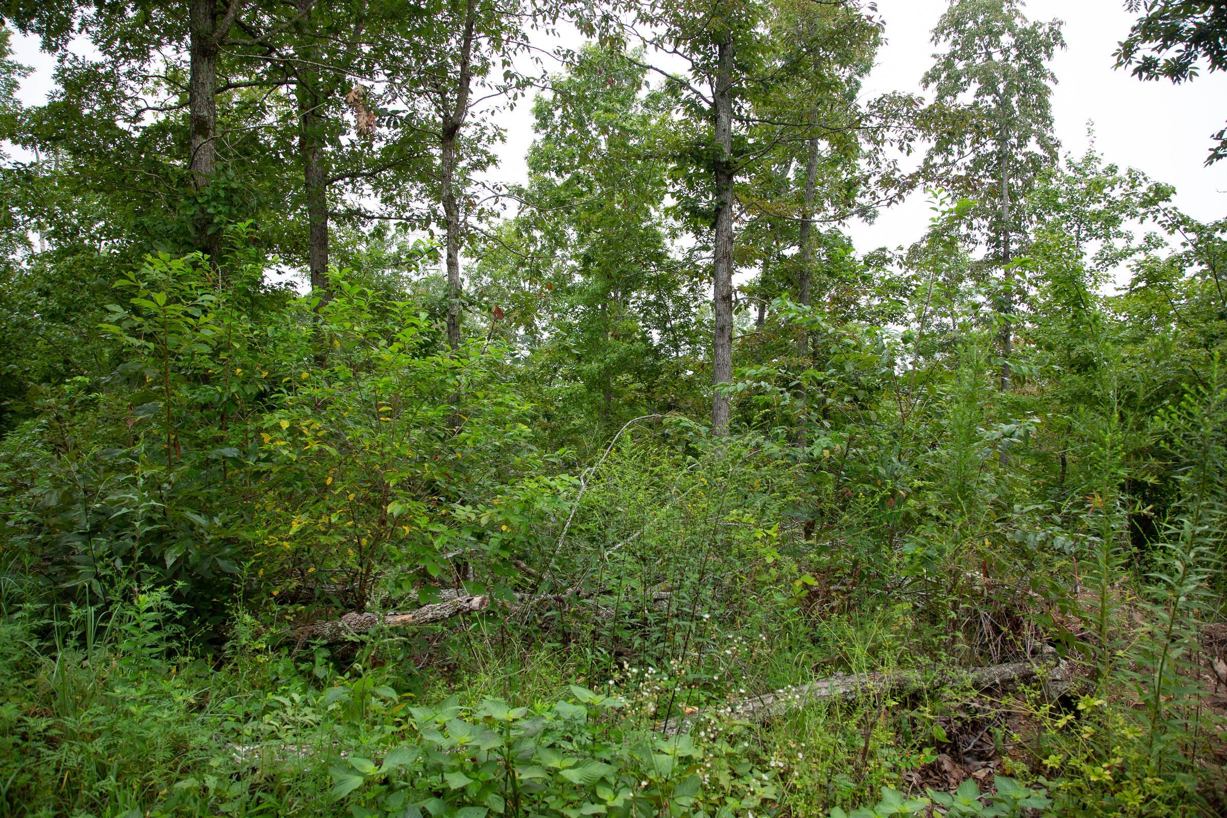 Borgmann’s Hollow Phase II Tract 41 photo 9