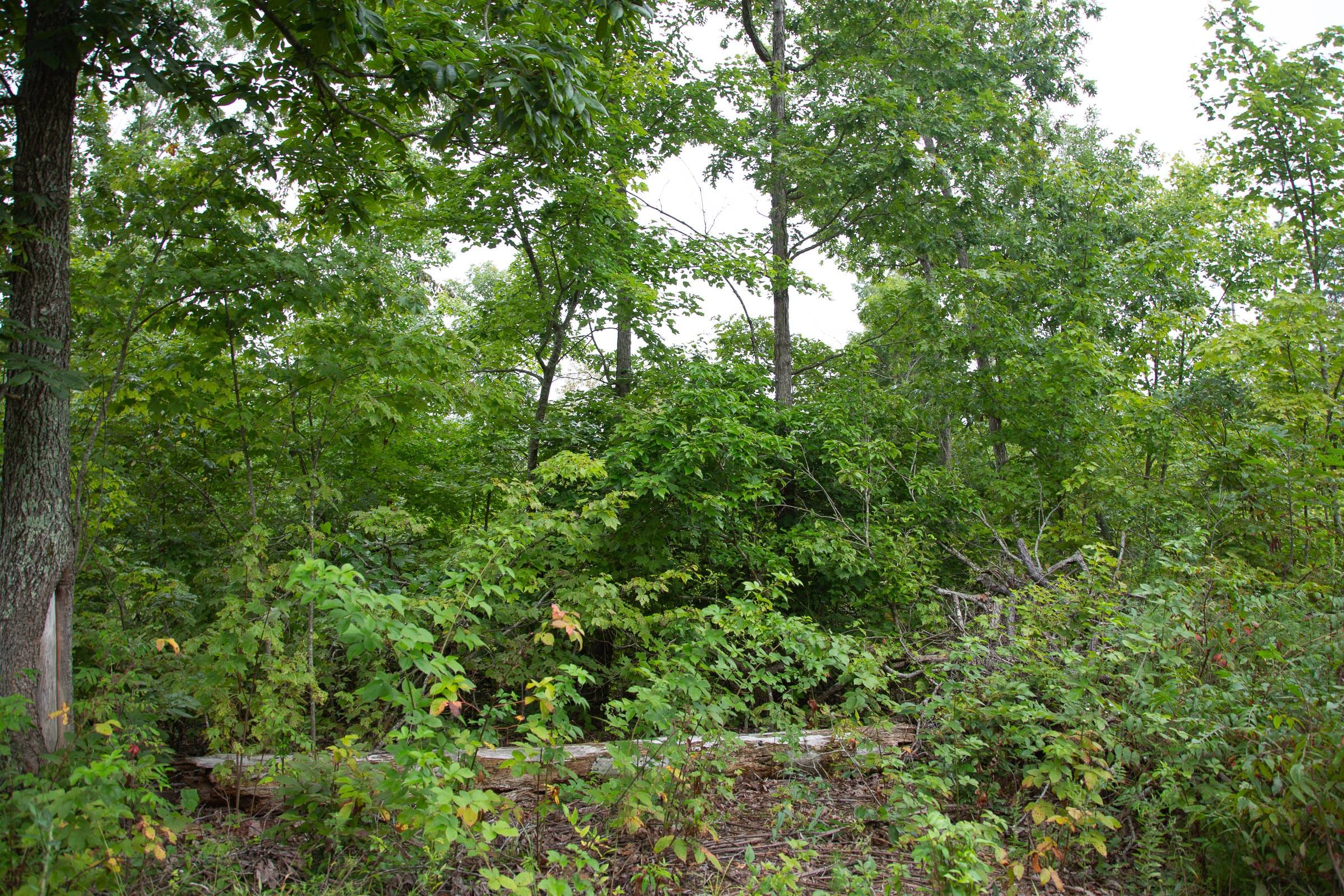 Borgmann’s Hollow Phase II Tract 41 photo 10
