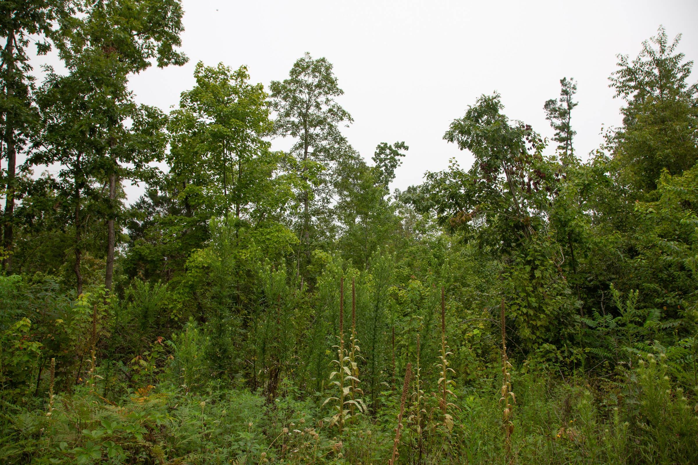 Borgmann’s Hollow Phase II Tract 41 photo 12