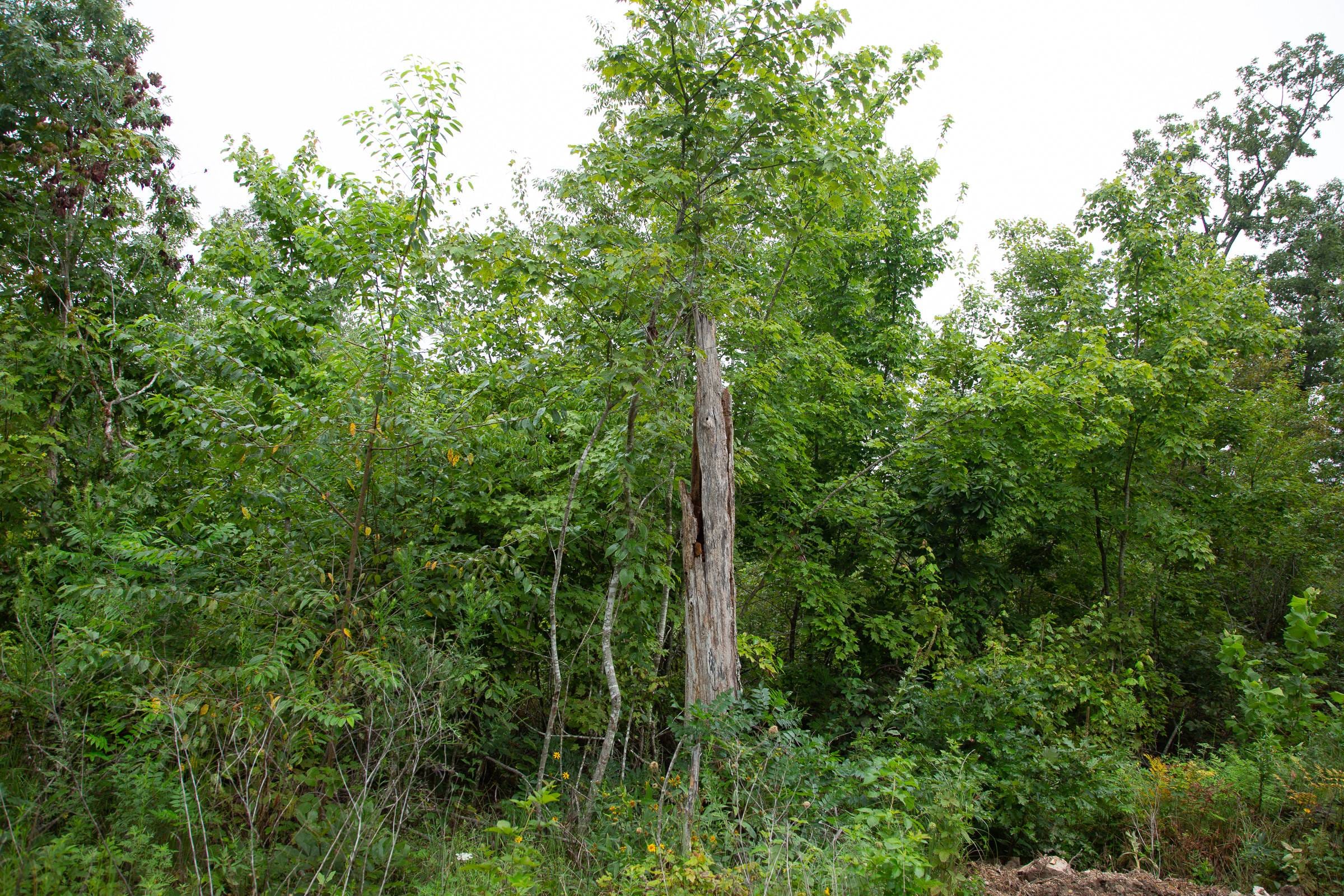 Borgmann’s Hollow Phase II Tract 41 photo 13