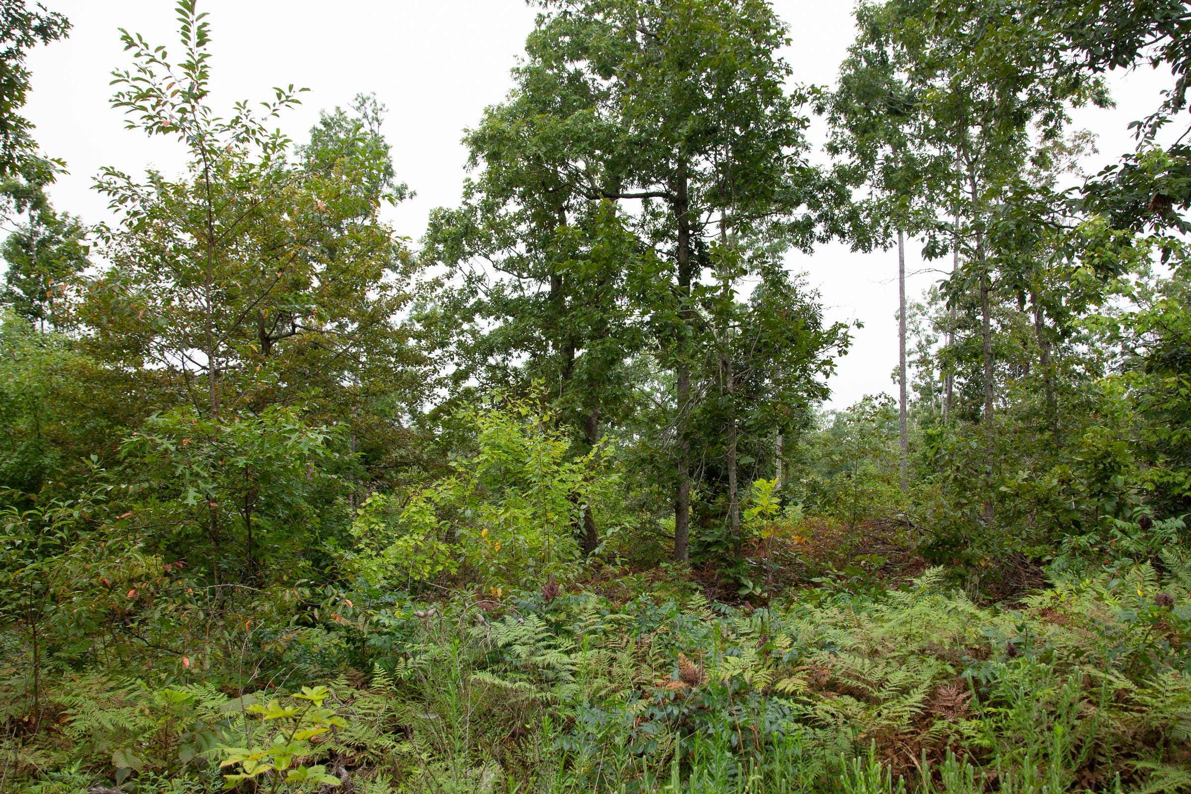 Borgmann’s Hollow Phase II Tract 41 photo 14