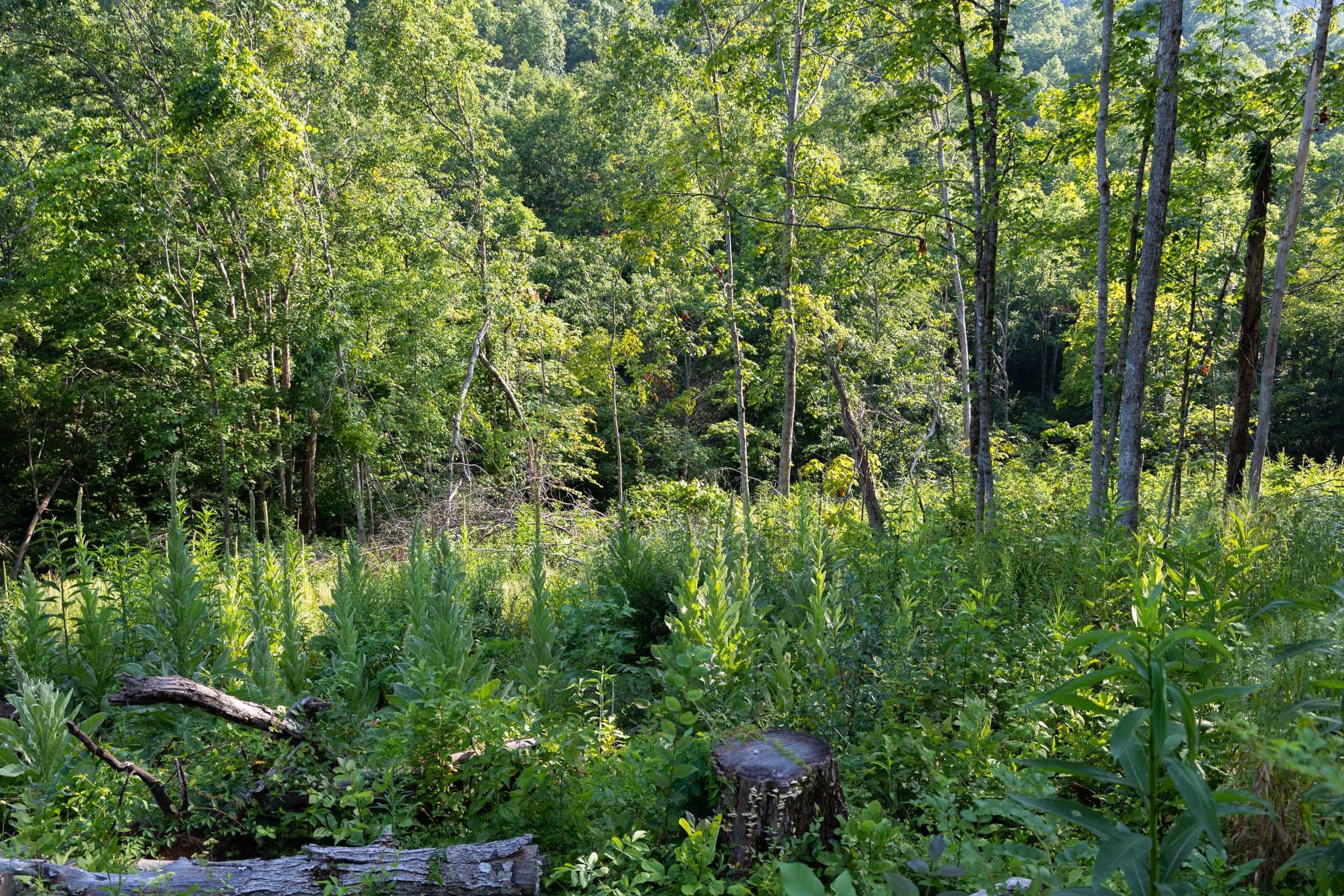 Creek Hollow Phase II Tract 85 photo 15