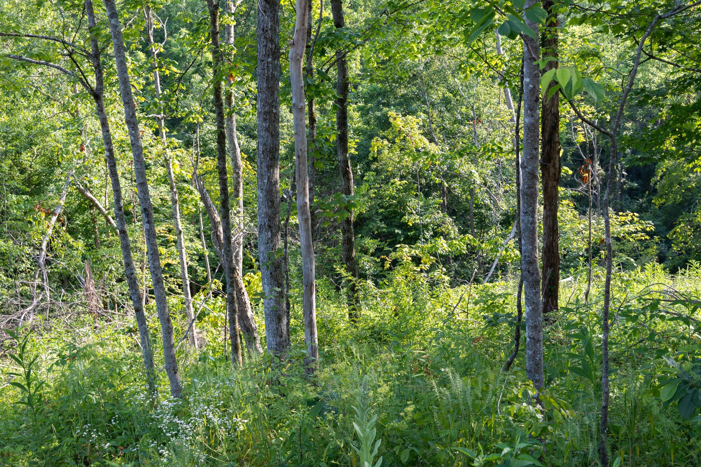 Creek Hollow Phase II Tract 85 photo 14