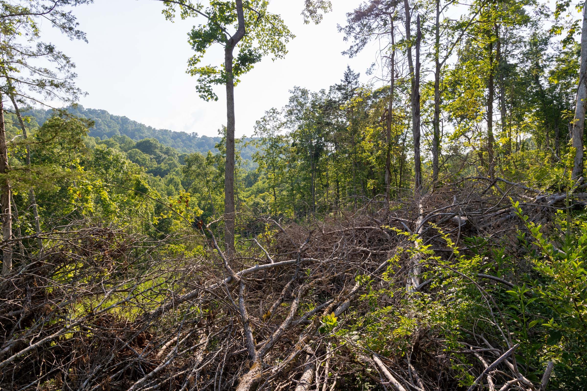 Creek Hollow Phase II Tract 85 photo 13