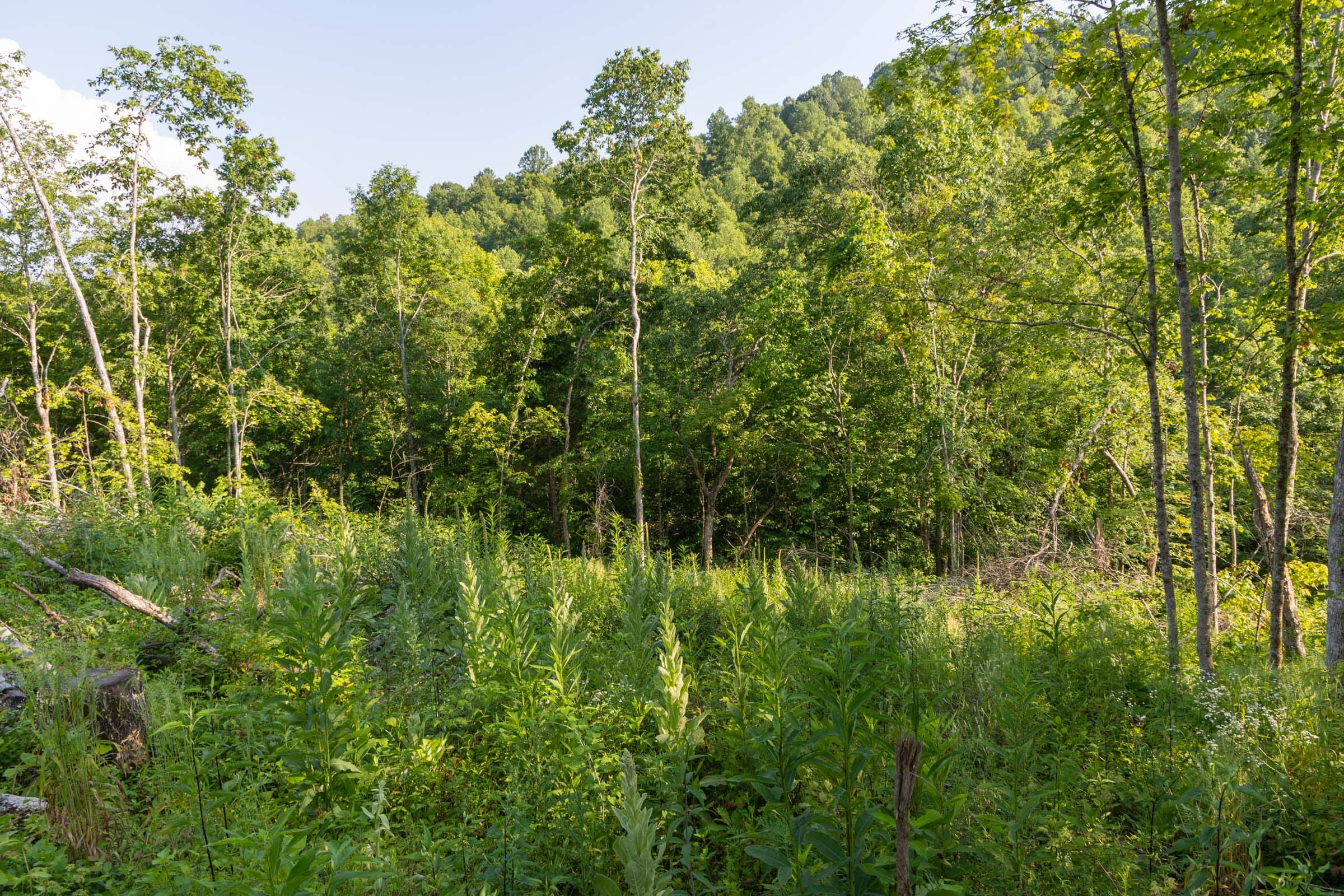 Creek Hollow Phase II Tract 85 photo 12