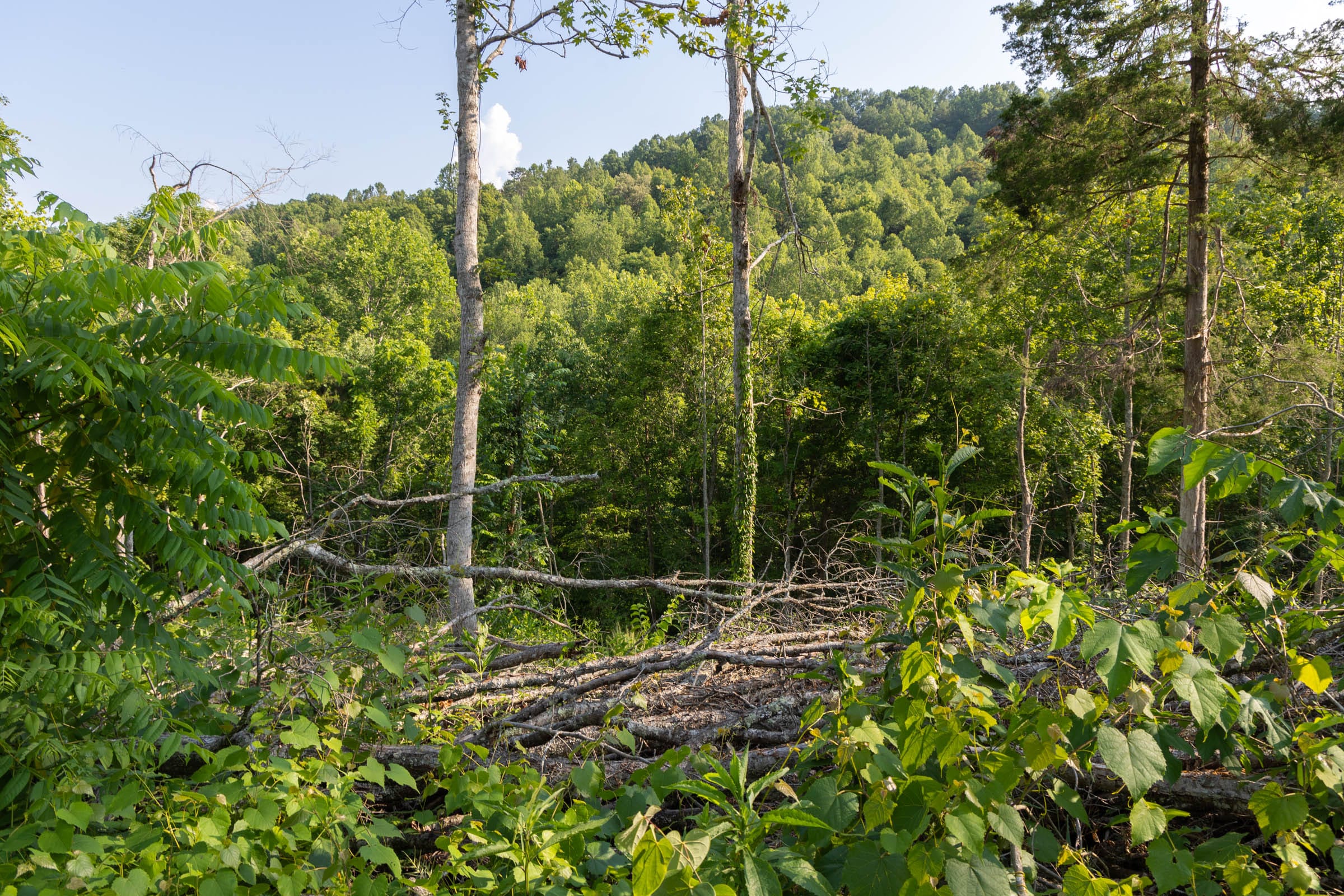 Creek Hollow Phase II Tract 85 photo 11