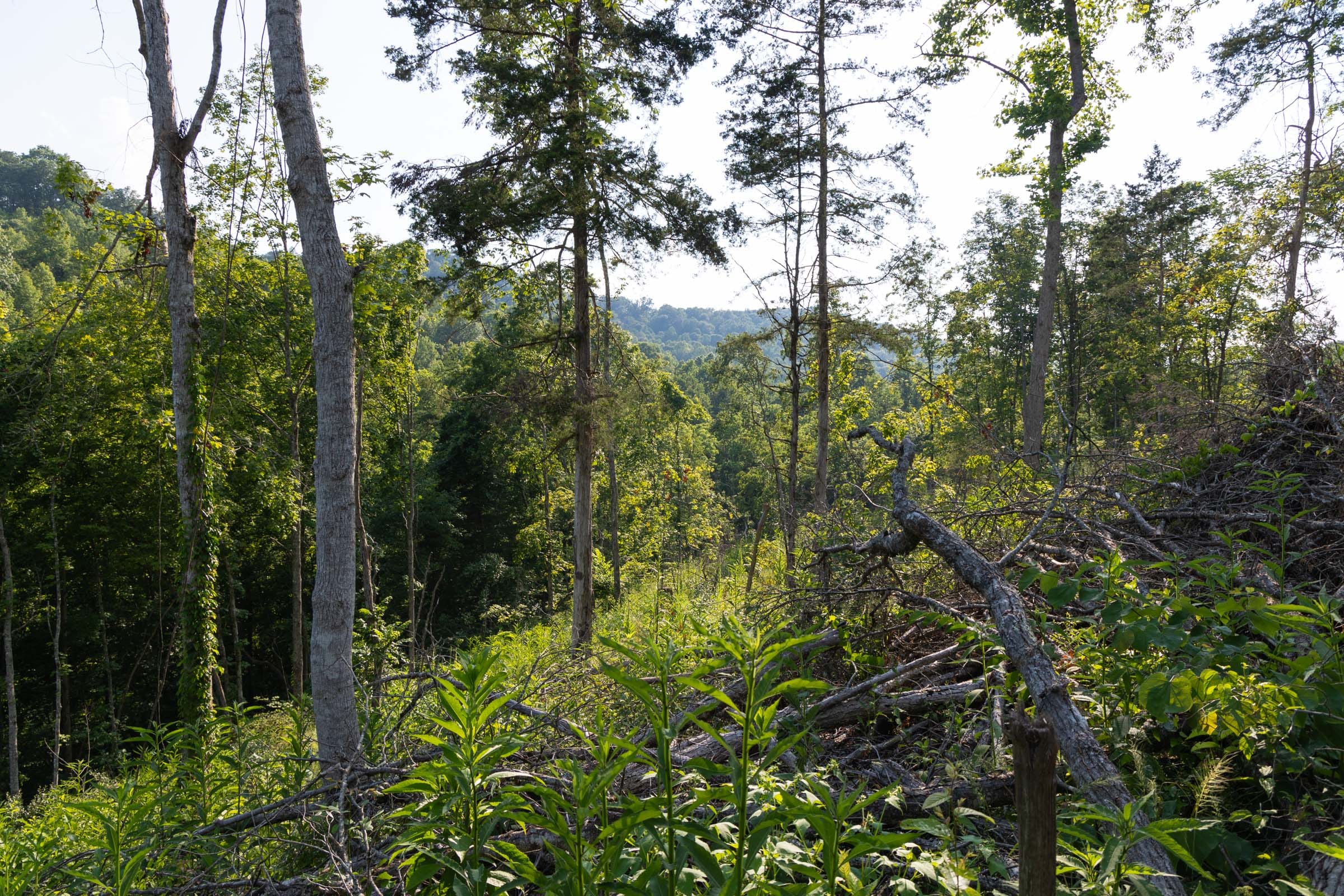 Creek Hollow Phase II Tract 85 photo 10