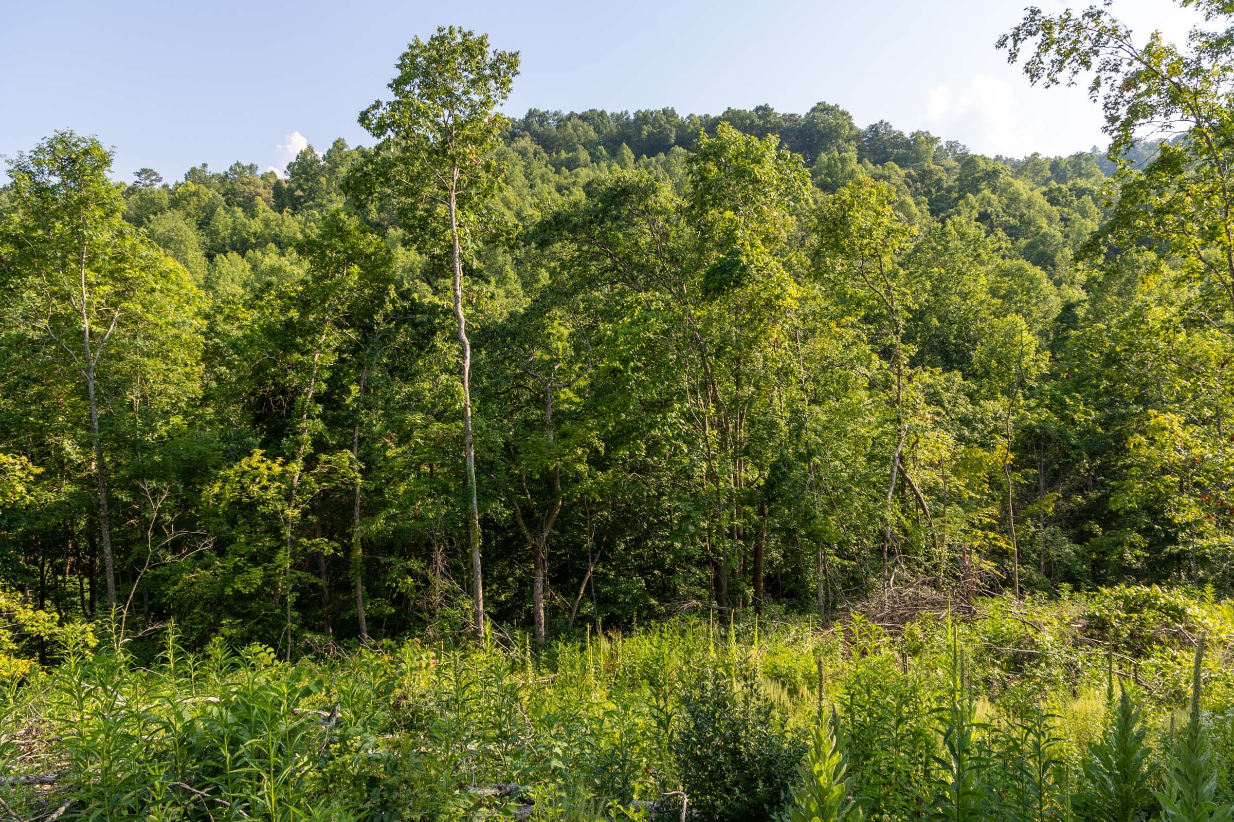 Creek Hollow Phase II Tract 85 photo 7