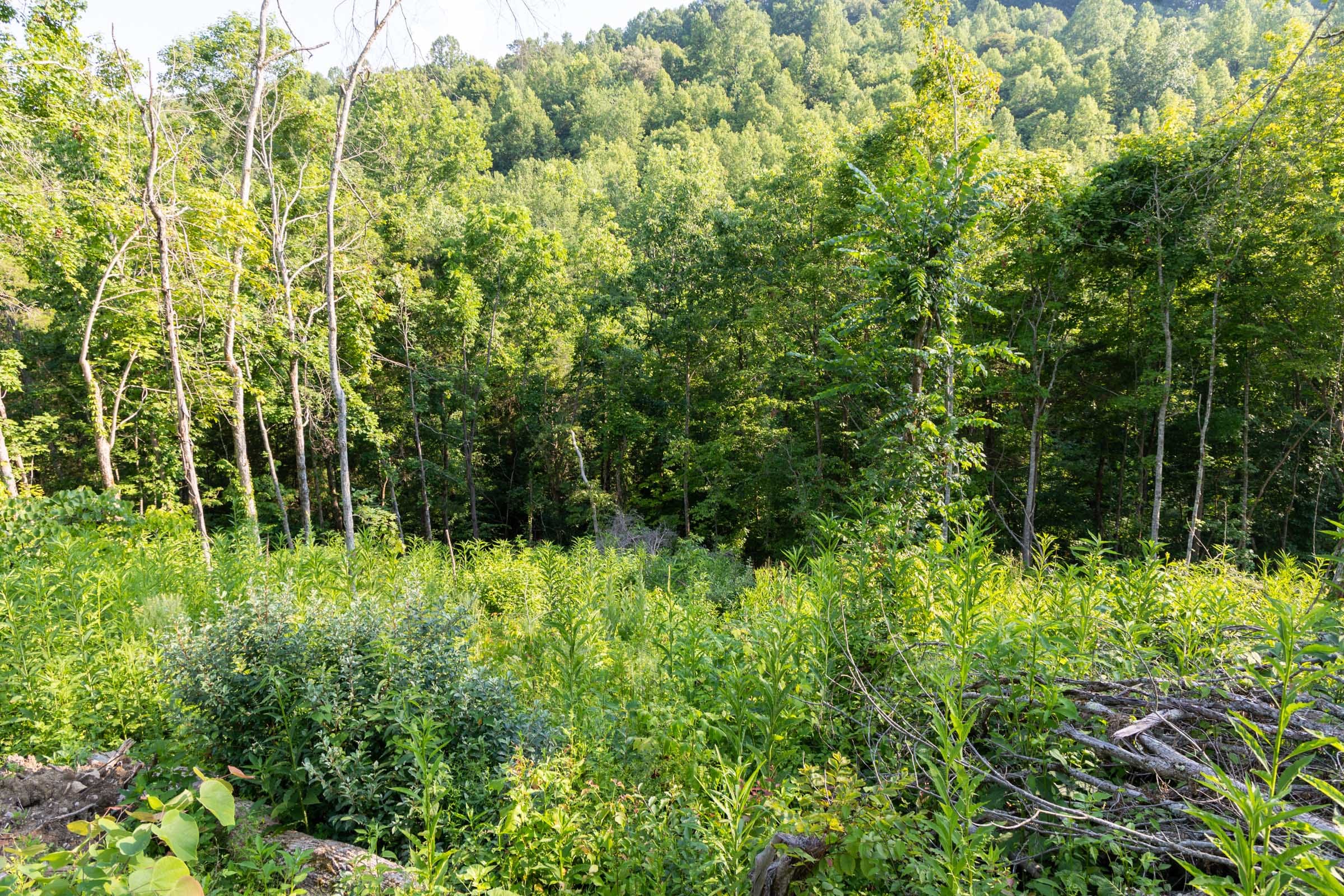 Creek Hollow photo 20