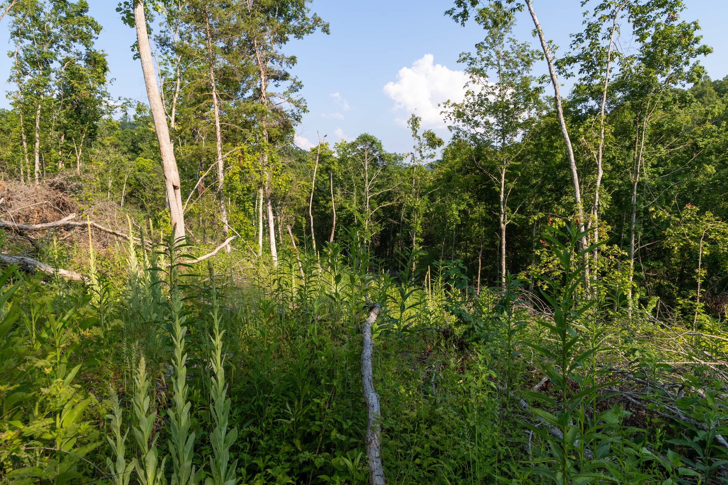 Creek Hollow Phase II Tract 85 photo 4