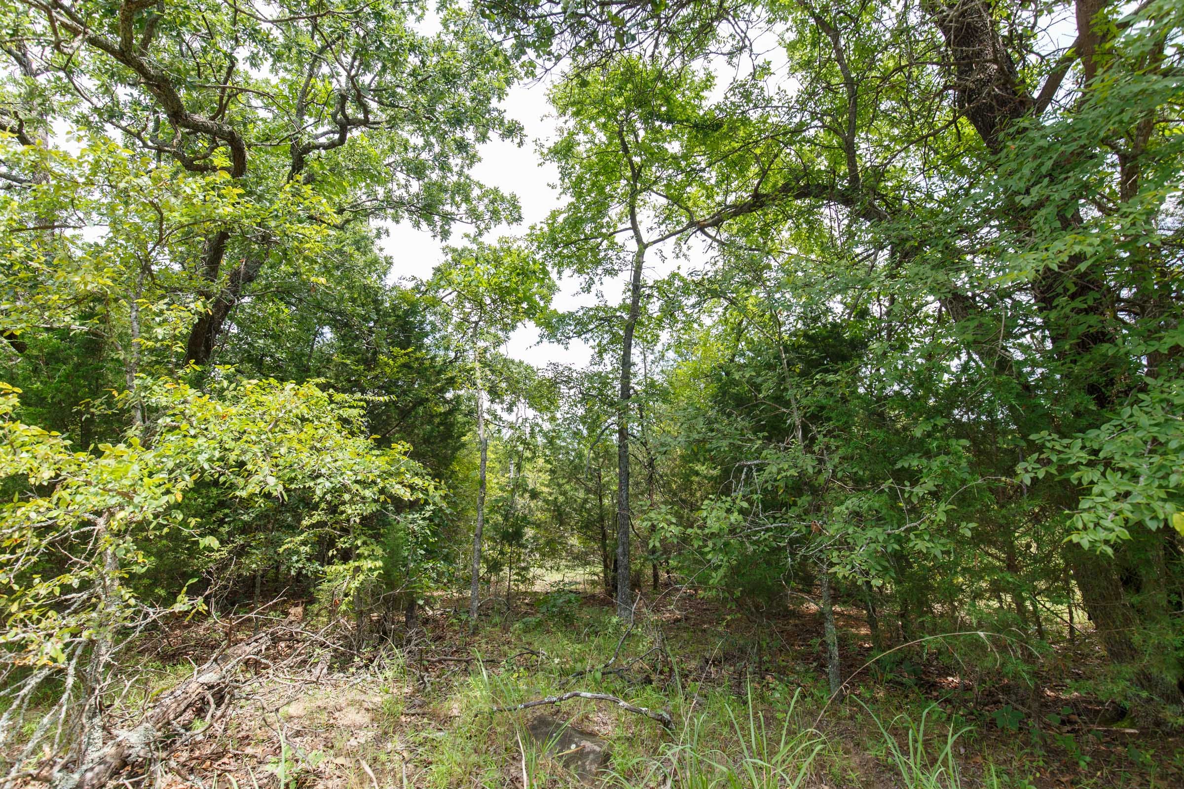 Timber Ridge Tract 31 photo 3