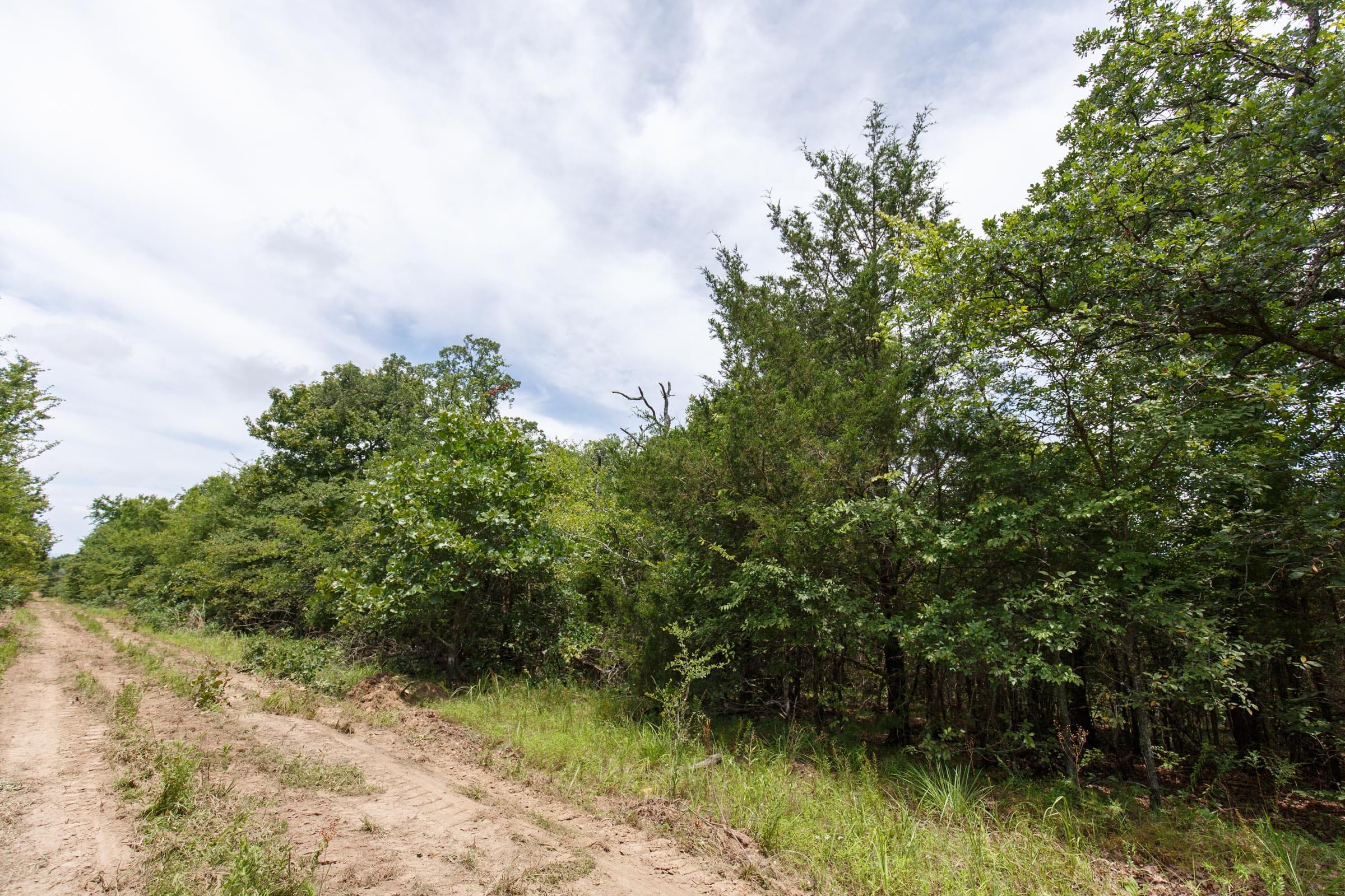 Timber Ridge Tract 31 photo 4