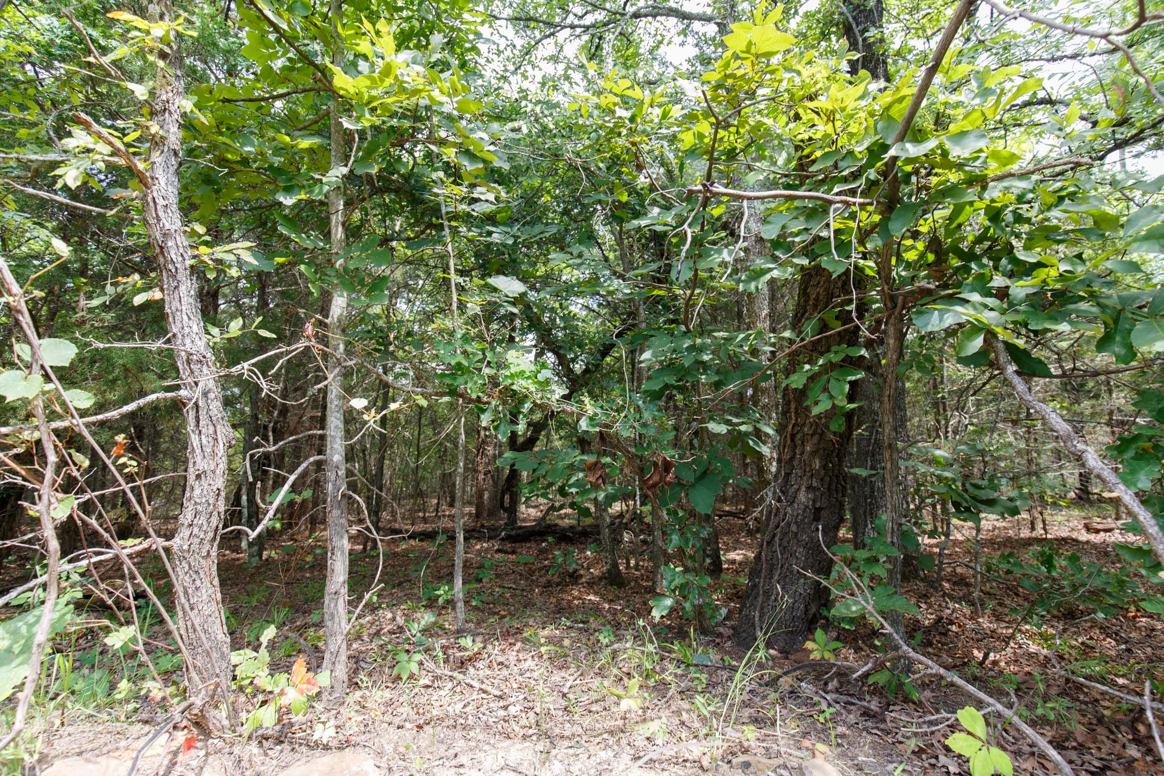 Timber Ridge Tract 31 photo 5