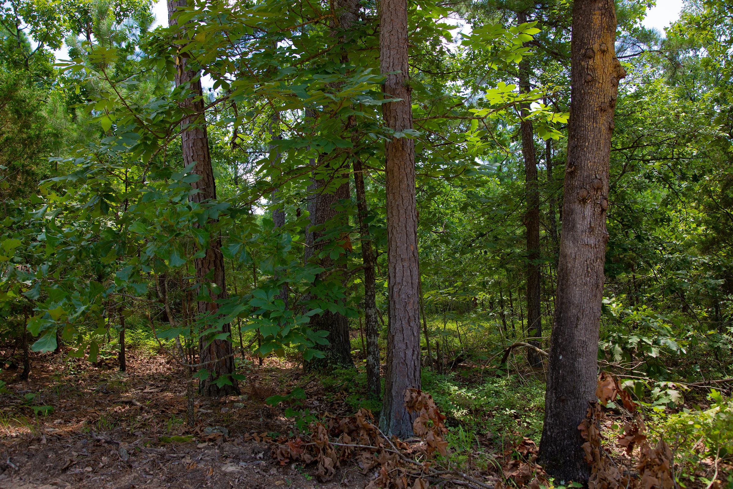 Tyler Stone Ranch Tract 78 photo 4