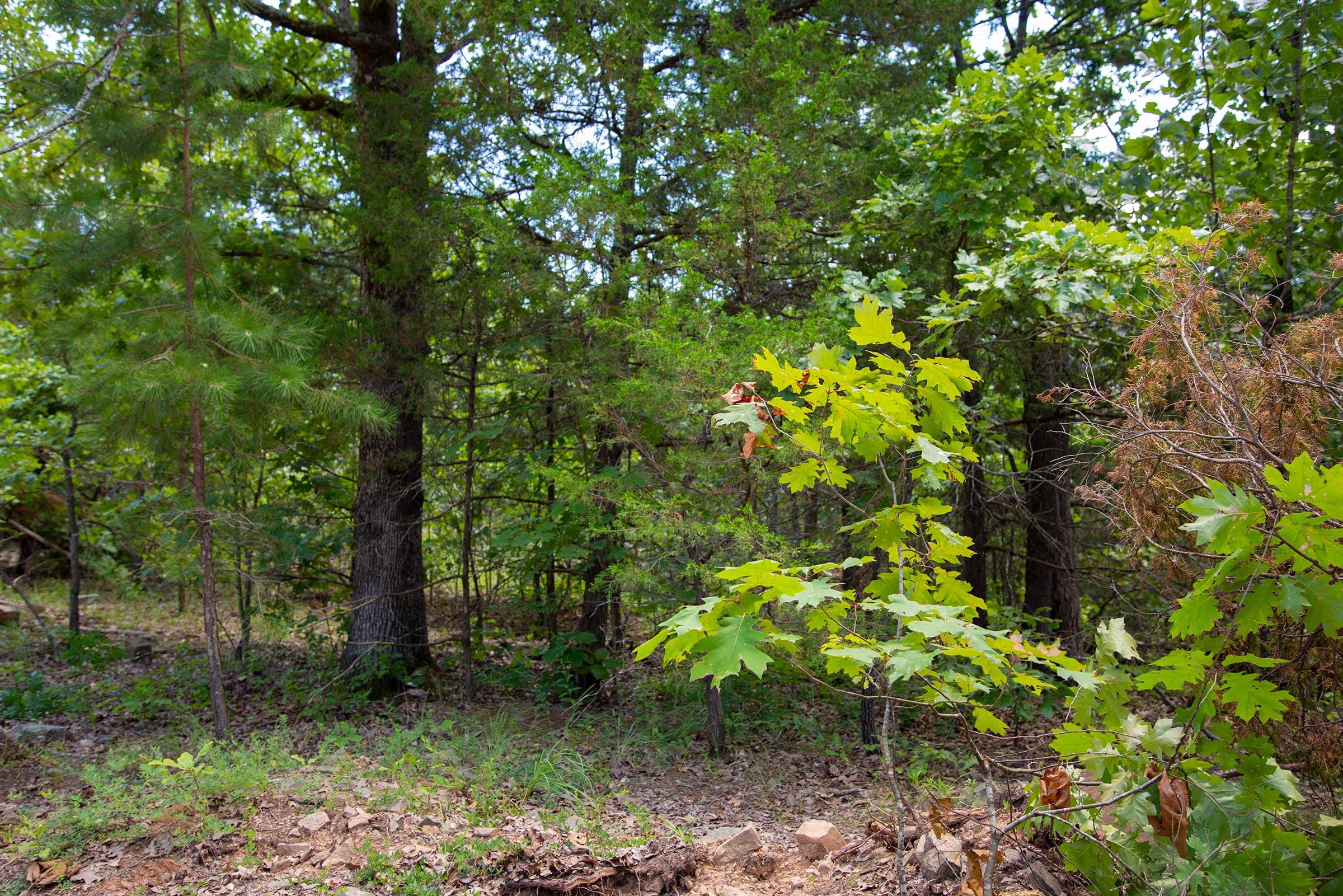 Tyler Stone Ranch Tract 78 photo 11