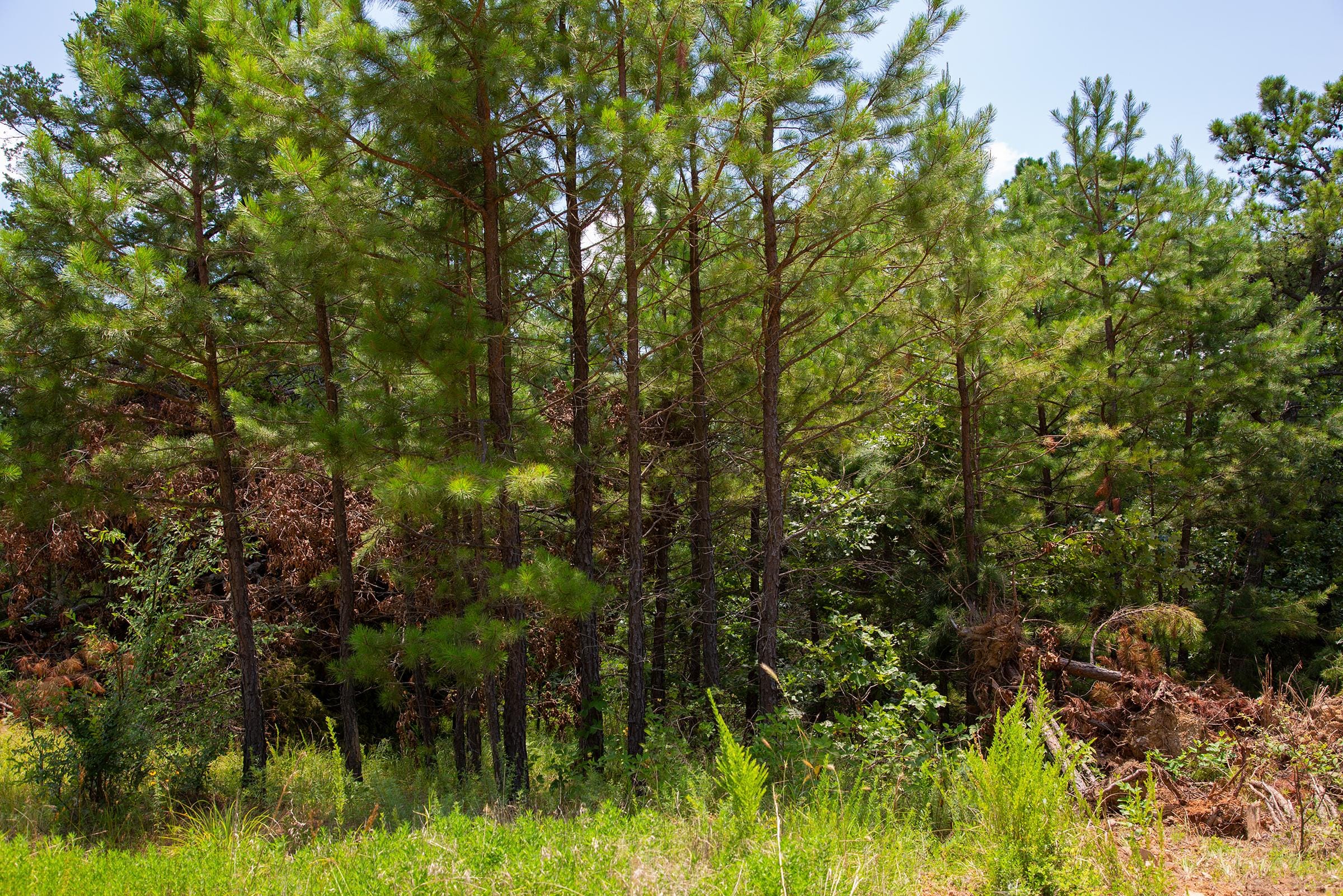 Tyler Stone Ranch Tract 78 photo 1