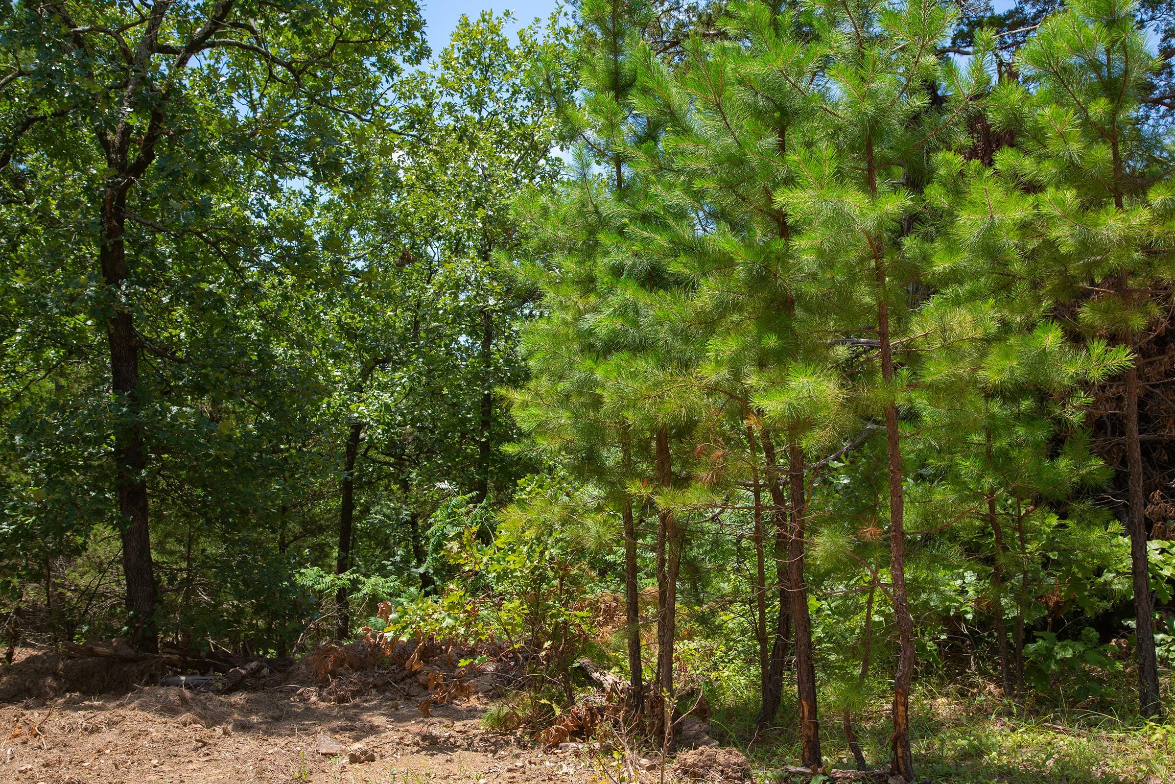 Tyler Stone Ranch Tract 78 photo 13