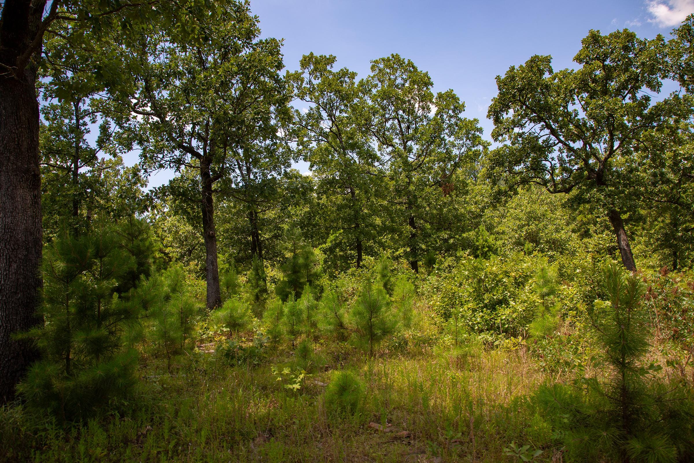 Tyler Stone Ranch Tract 78 photo 15