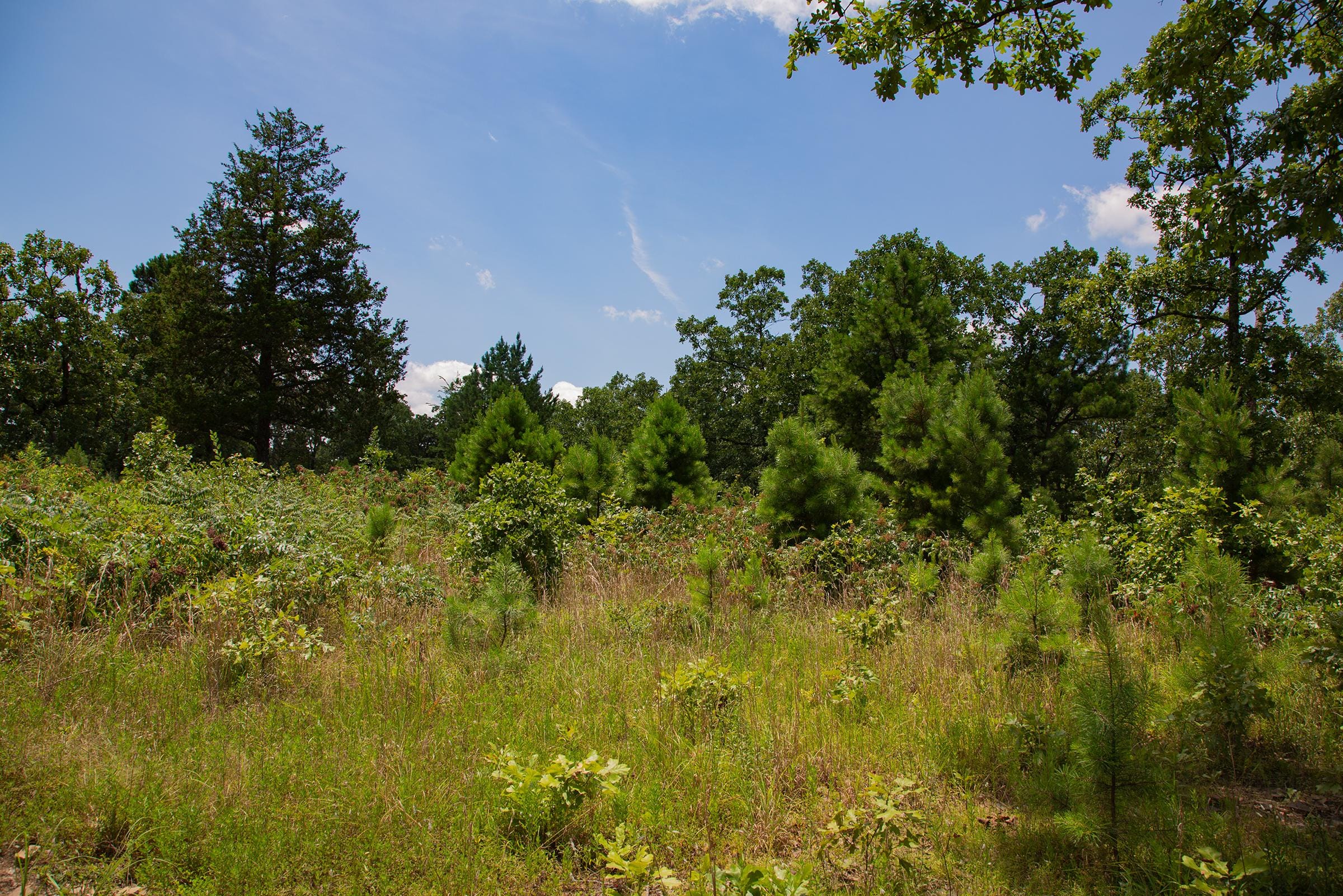 Tyler Stone Ranch Tract 78 photo 16