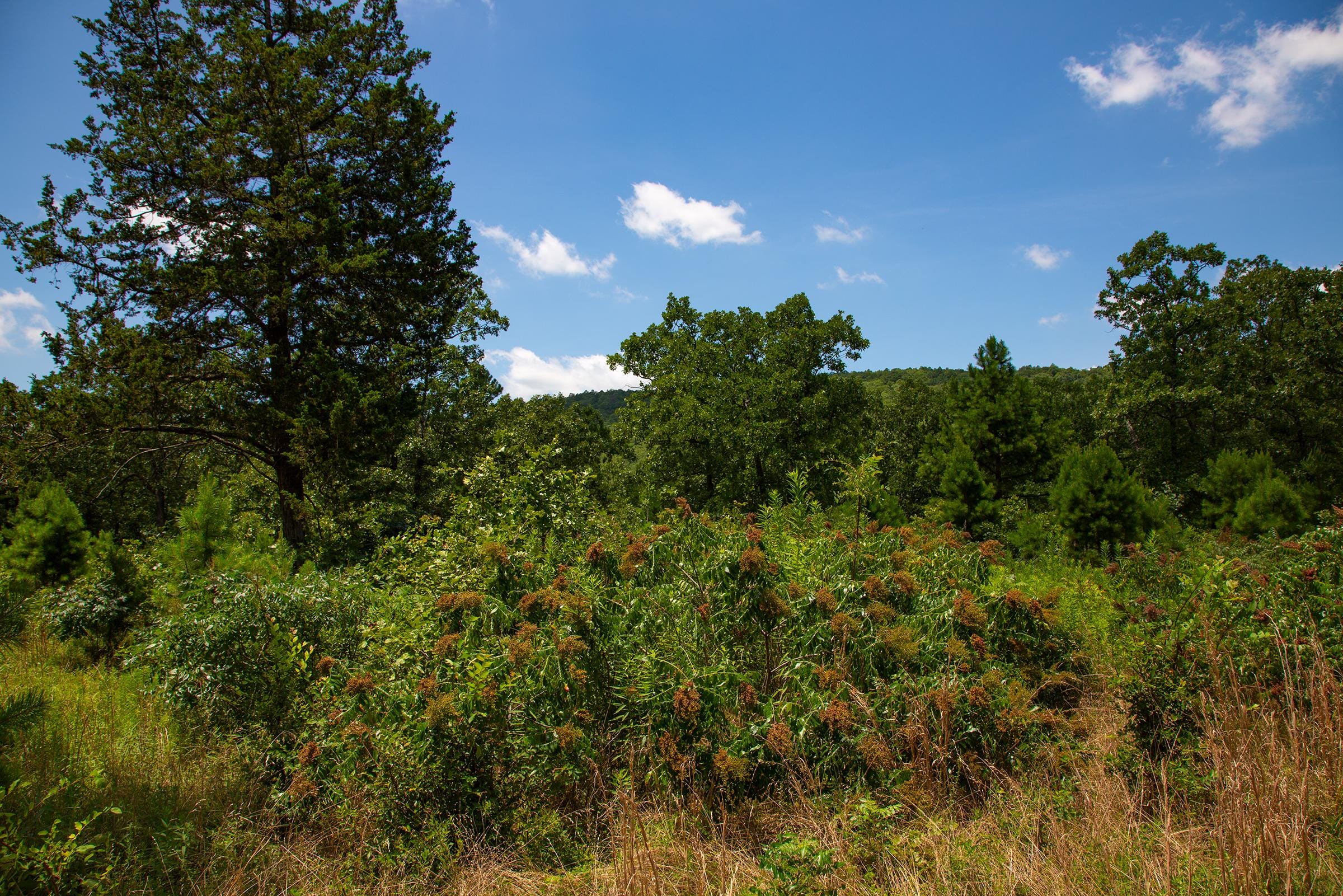 Tyler Stone Ranch Tract 78 photo 17