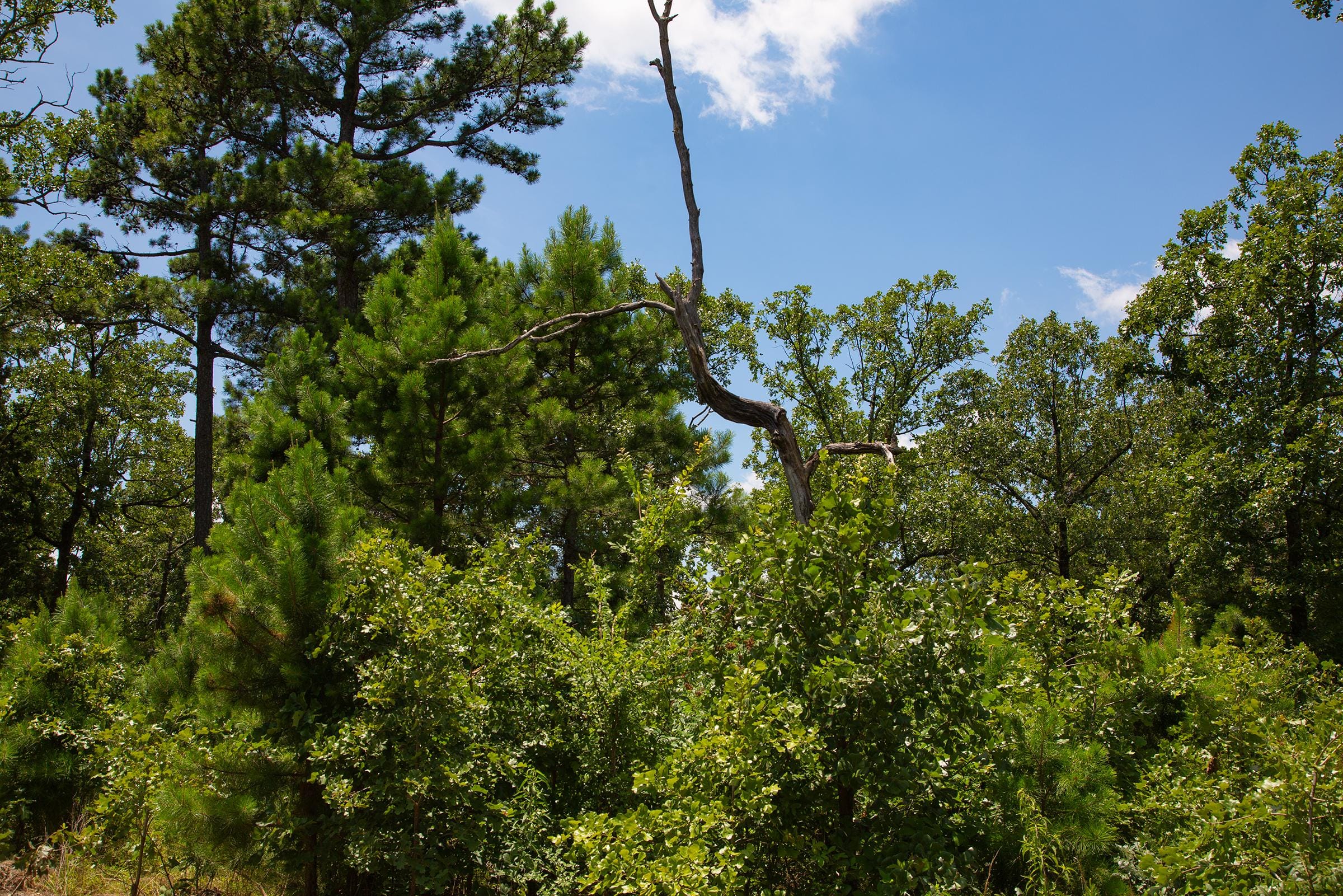 Tyler Stone Ranch Tract 78 photo 19