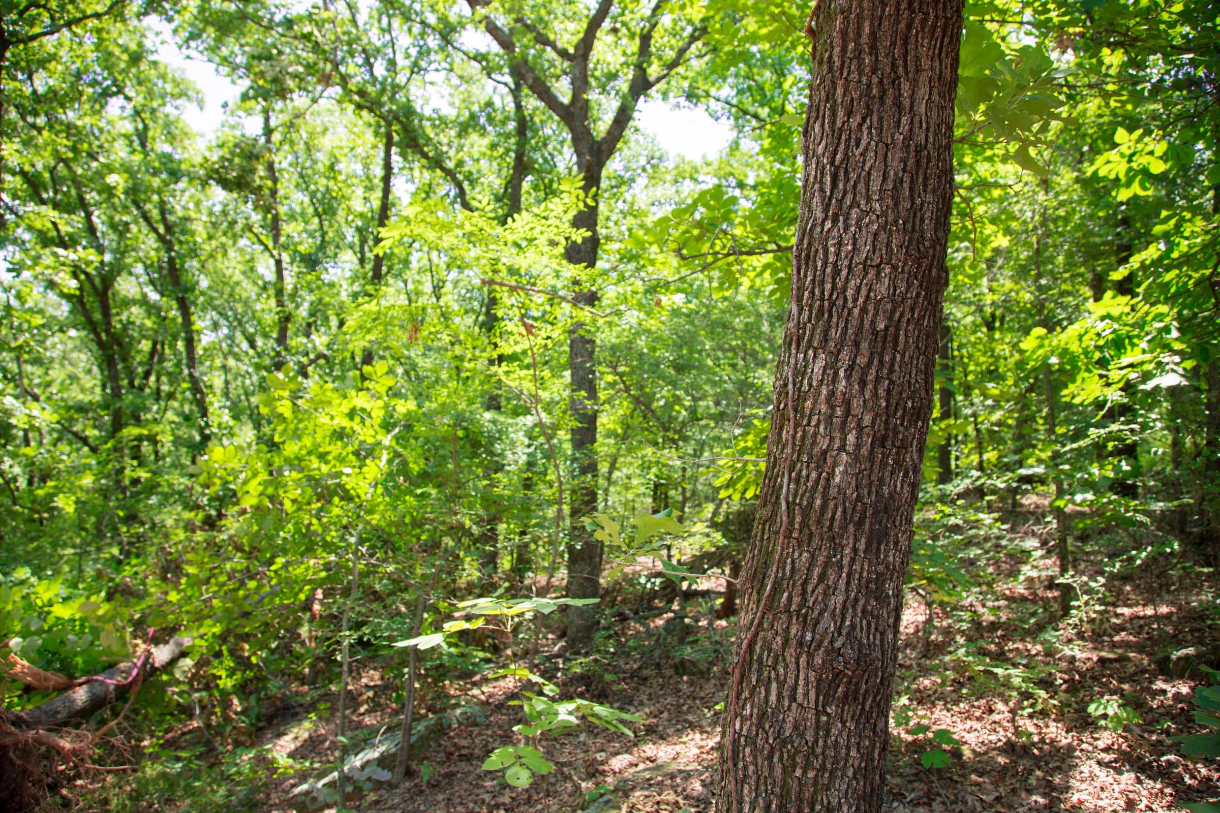 Deep Fork Ranch Tract 8 photo 3