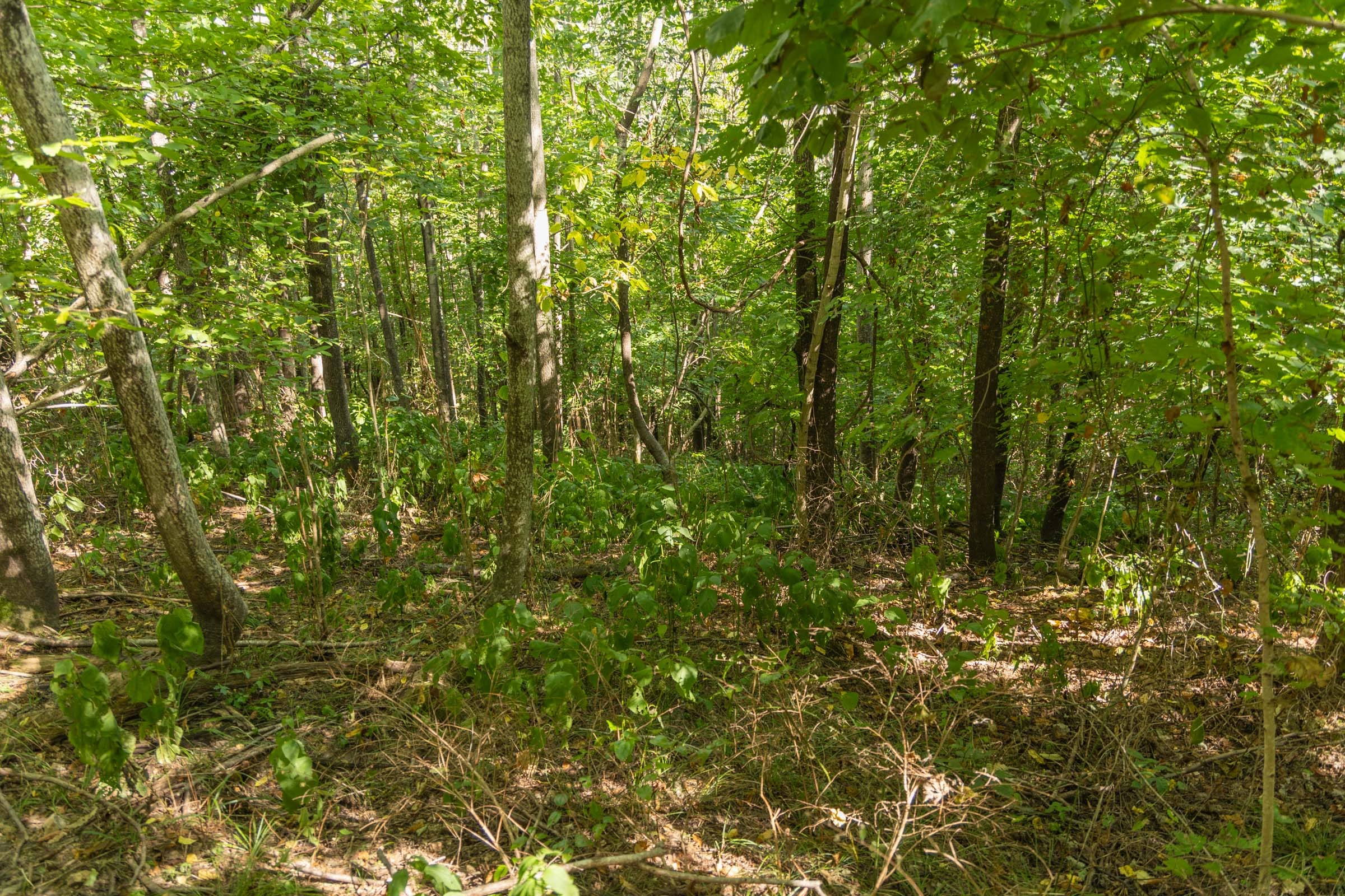 Big White Oak Tract 110 photo 20
