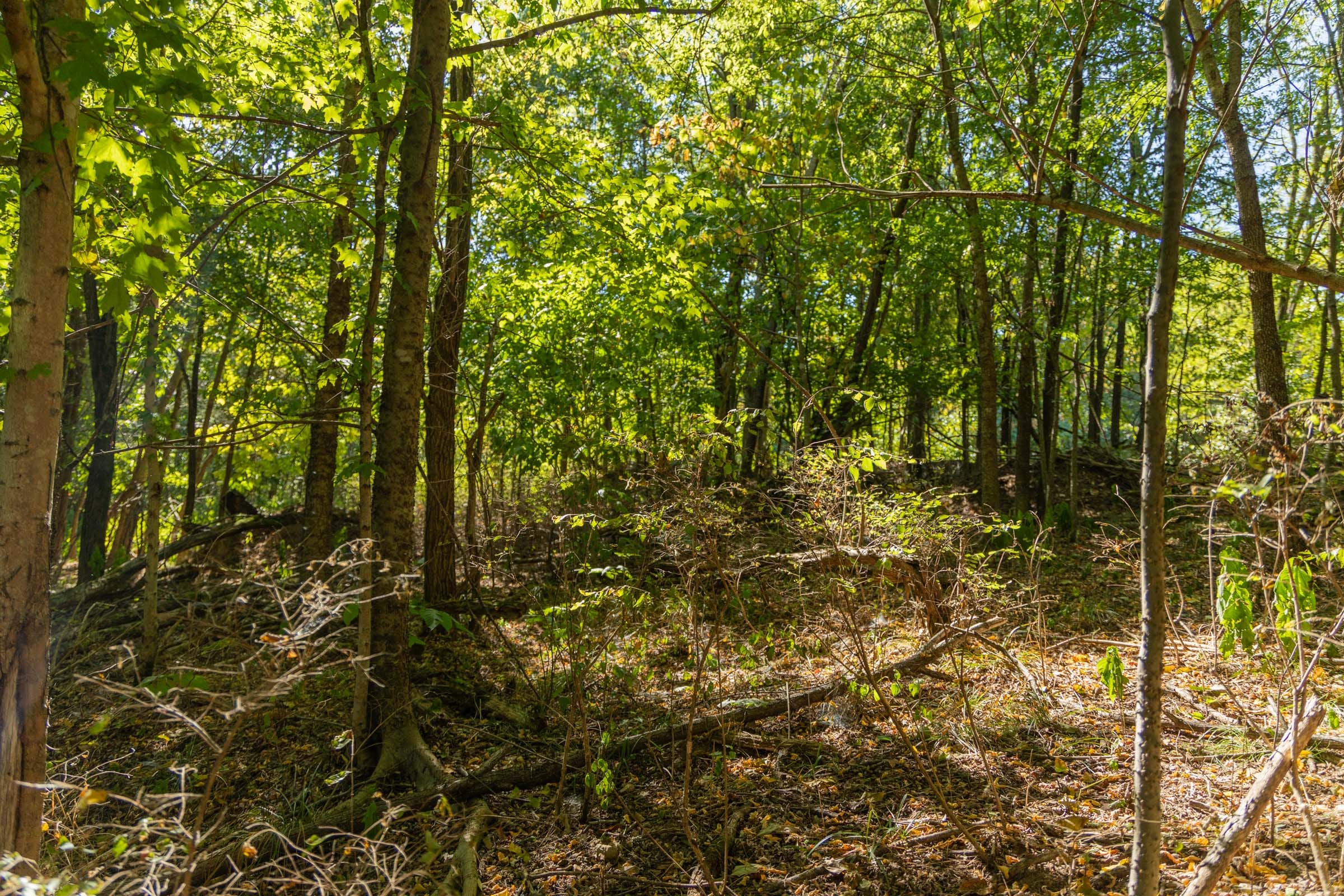 Big White Oak Tract 110 photo 19