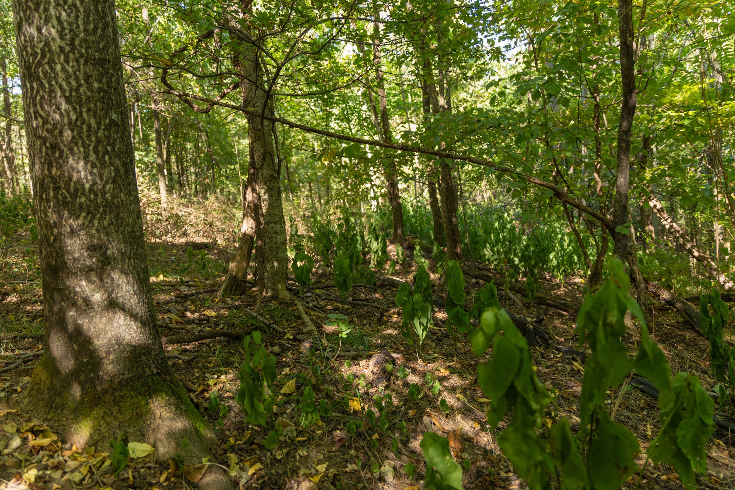Big White Oak Tract 110 photo 18