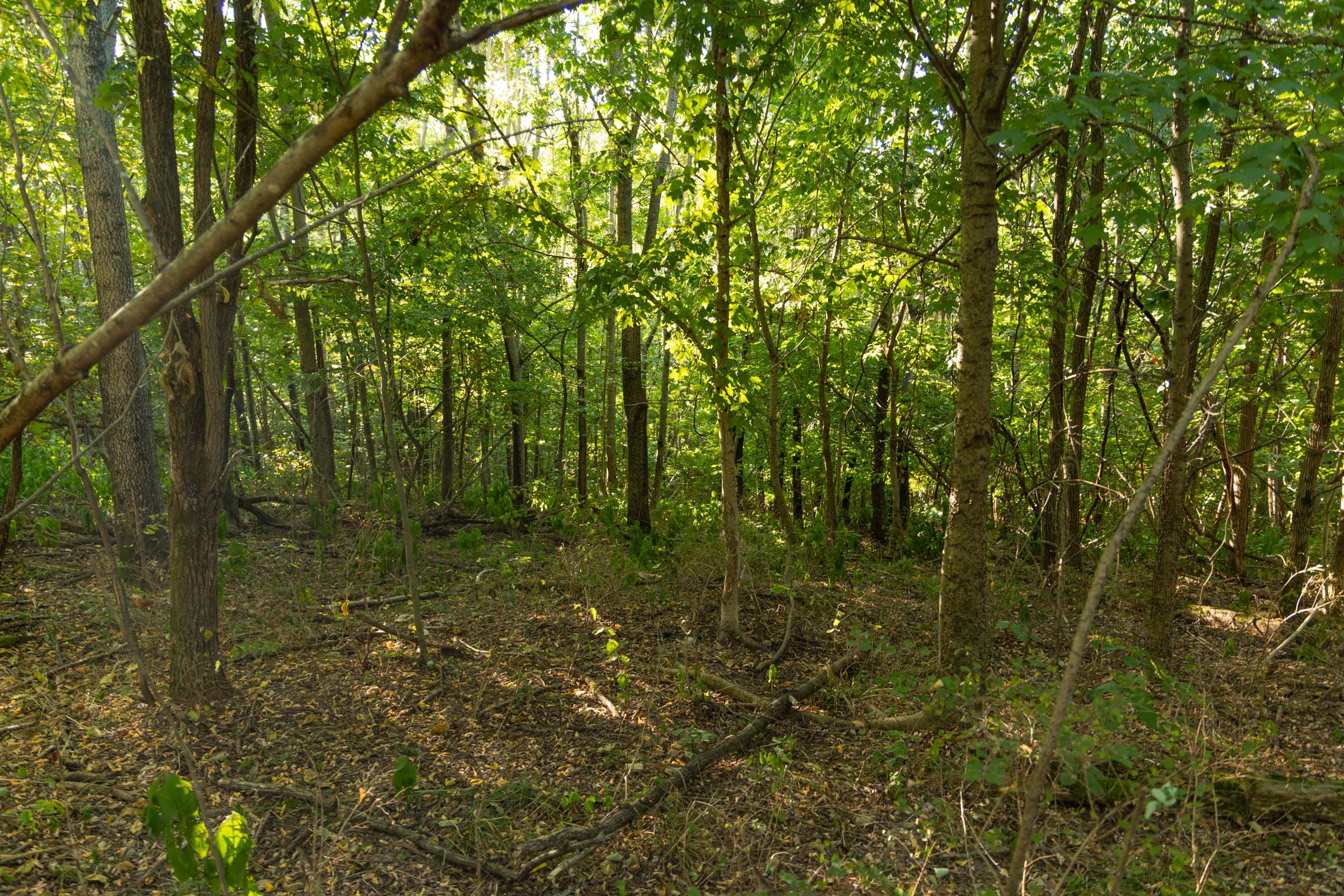 Big White Oak Tract 110 photo 17