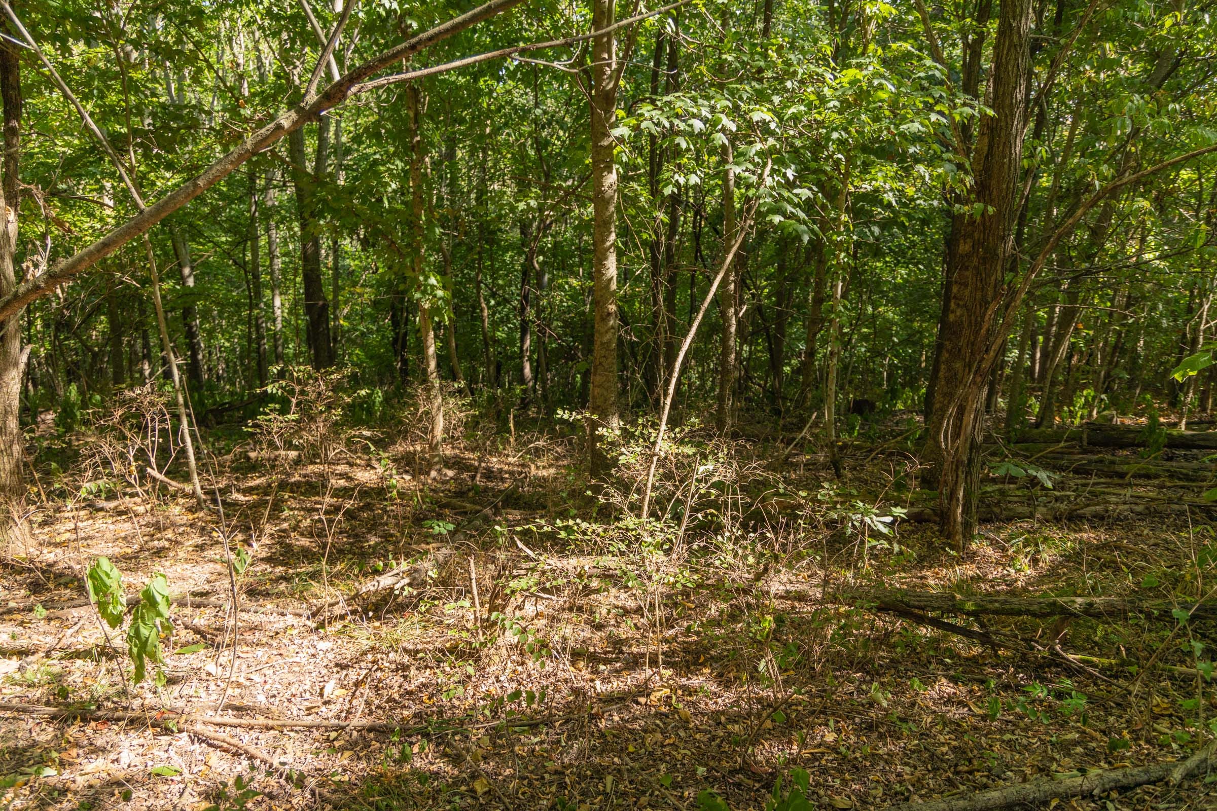 Big White Oak Tract 149 photo 11