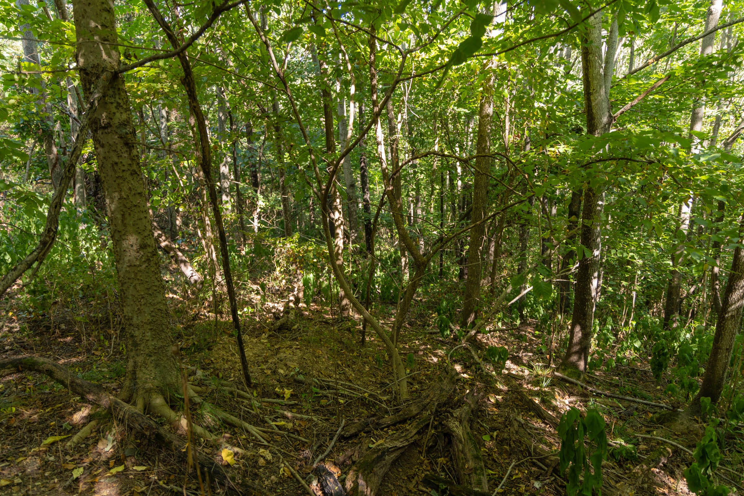 Big White Oak Tract 110 photo 12